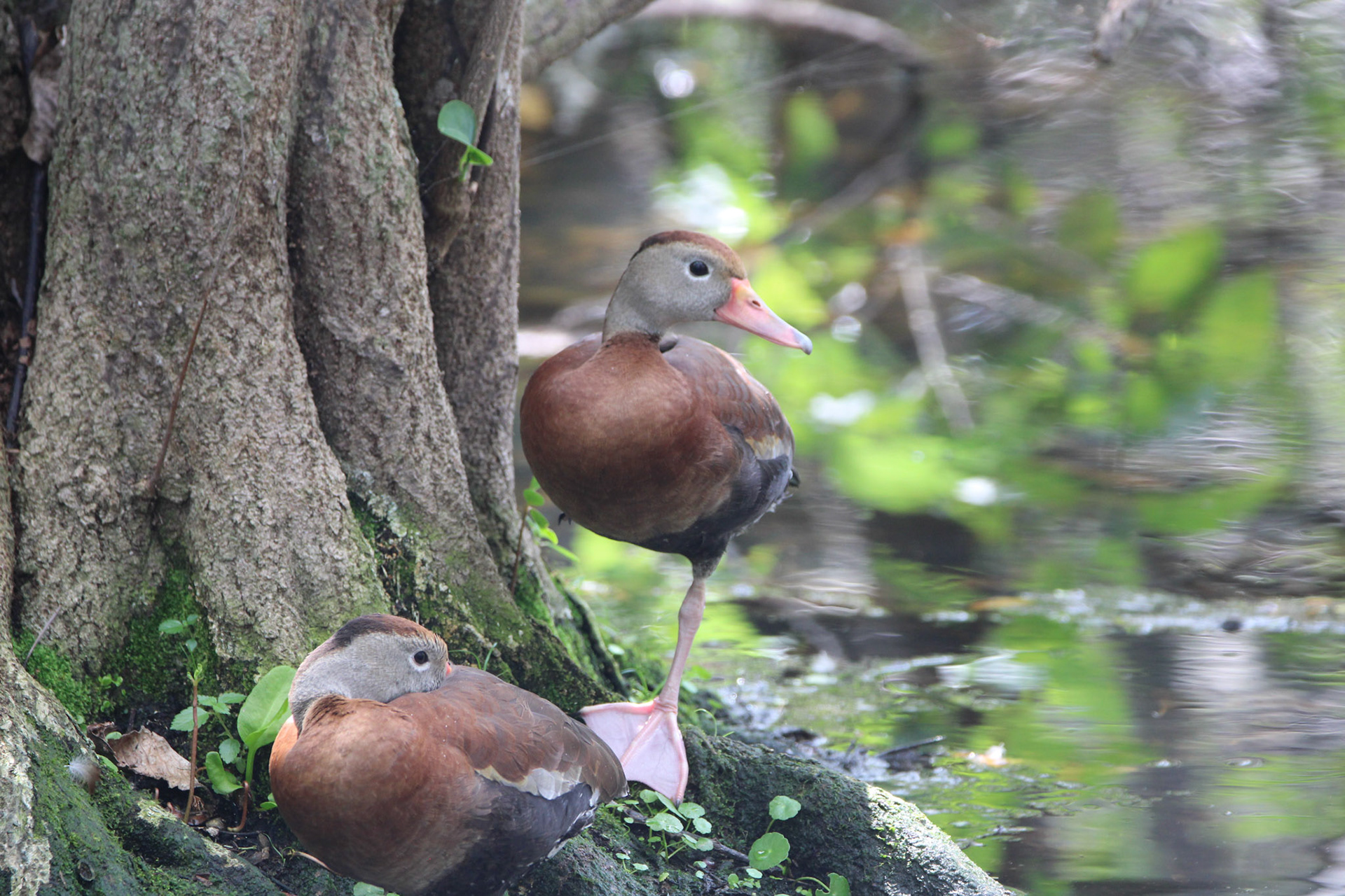 Black-bellied Whistling Duck - Wakodahatchee Wetlands