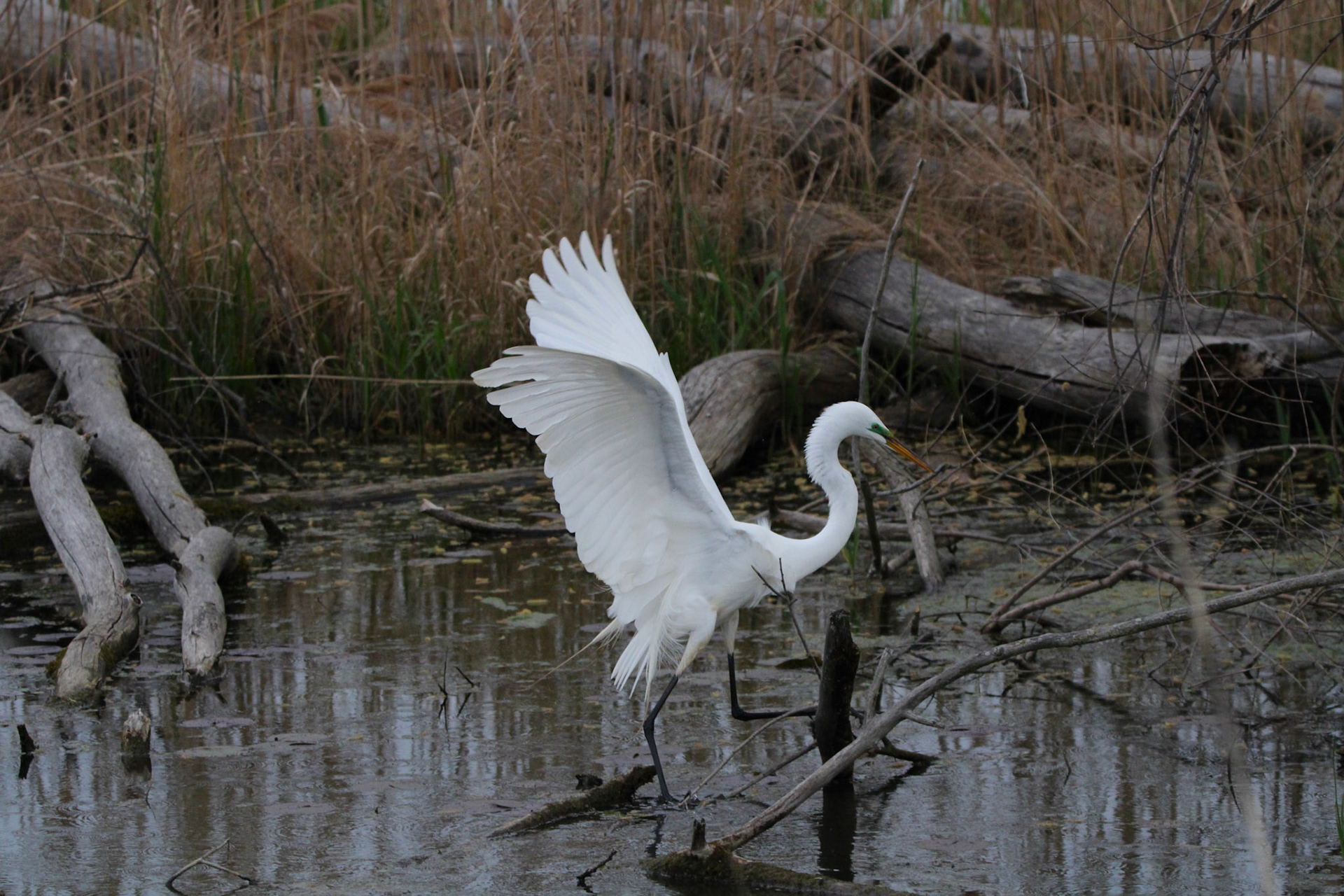 Great Egret