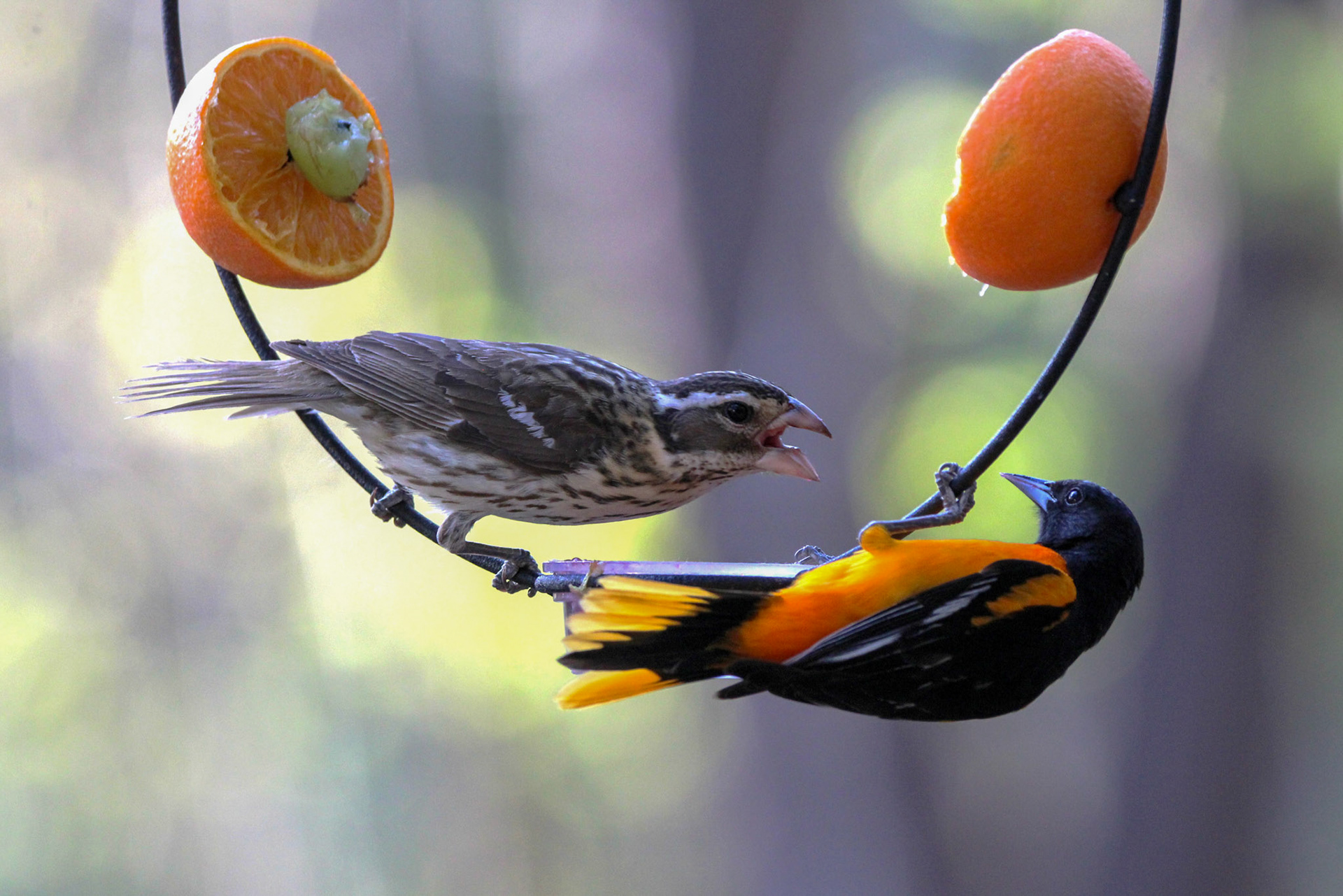 Rose-breasted Grosbeak (F) and Balitmore Oriole