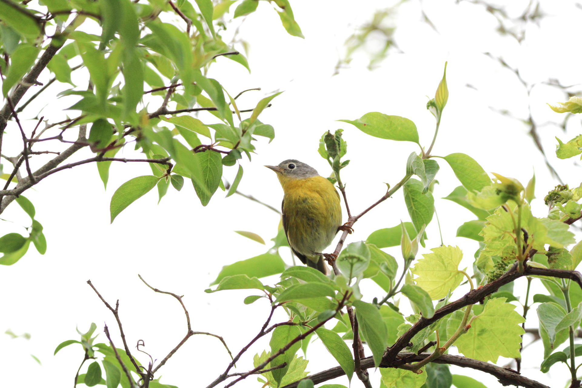Nashville Warbler