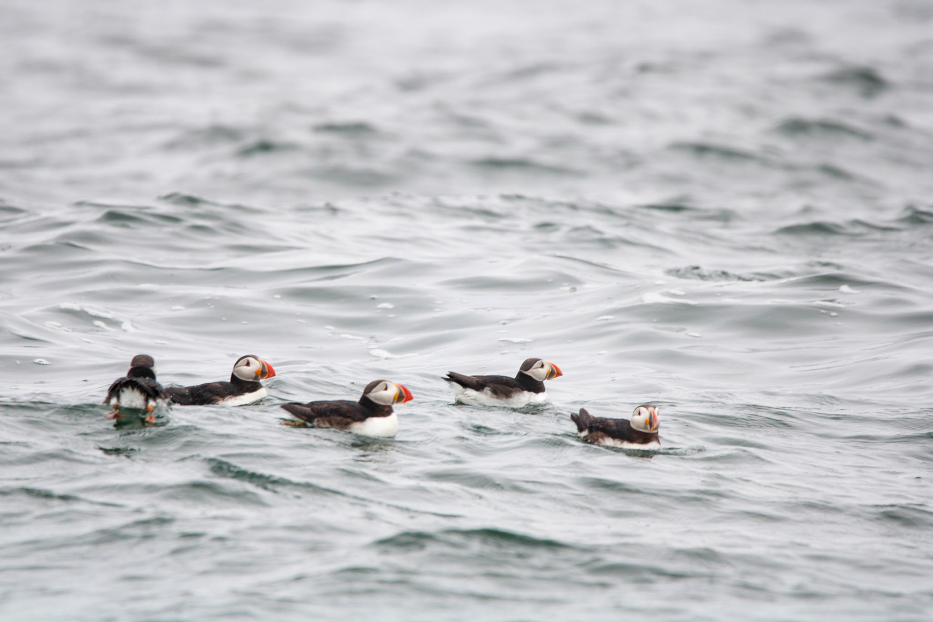 Atlantic Puffin