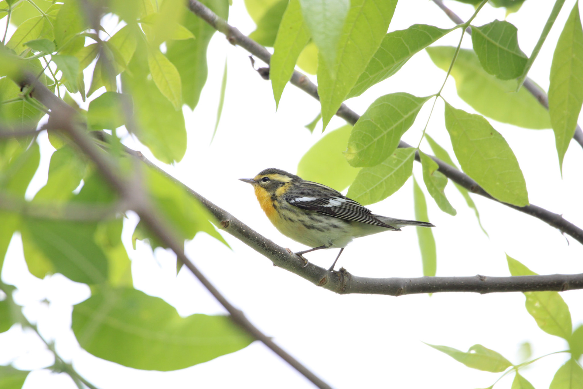 Blackburnian Warbler