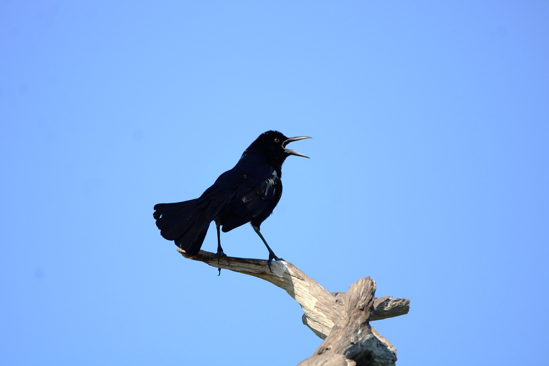 Boat-tailed Grackle - Green Cay Wetlands