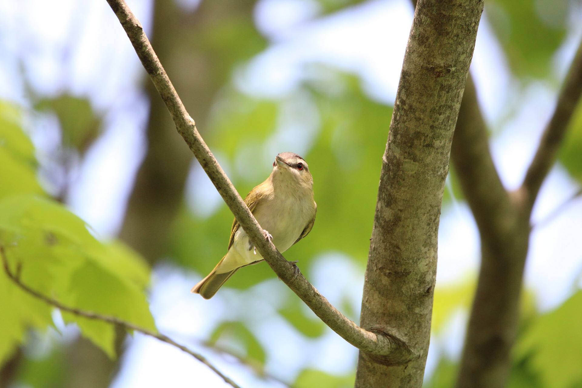 Red-eyed Vireo
