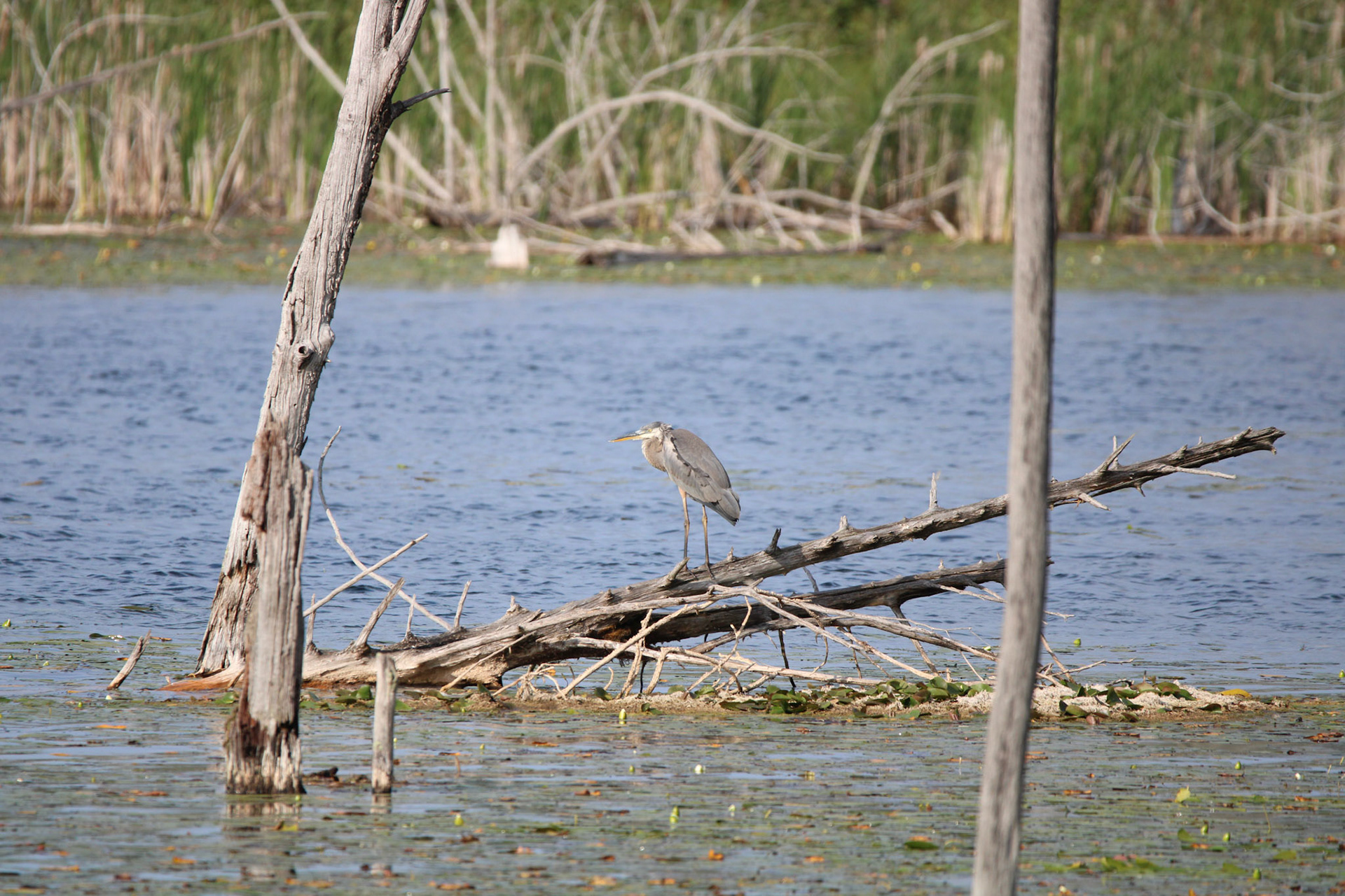 Great Blue Heron