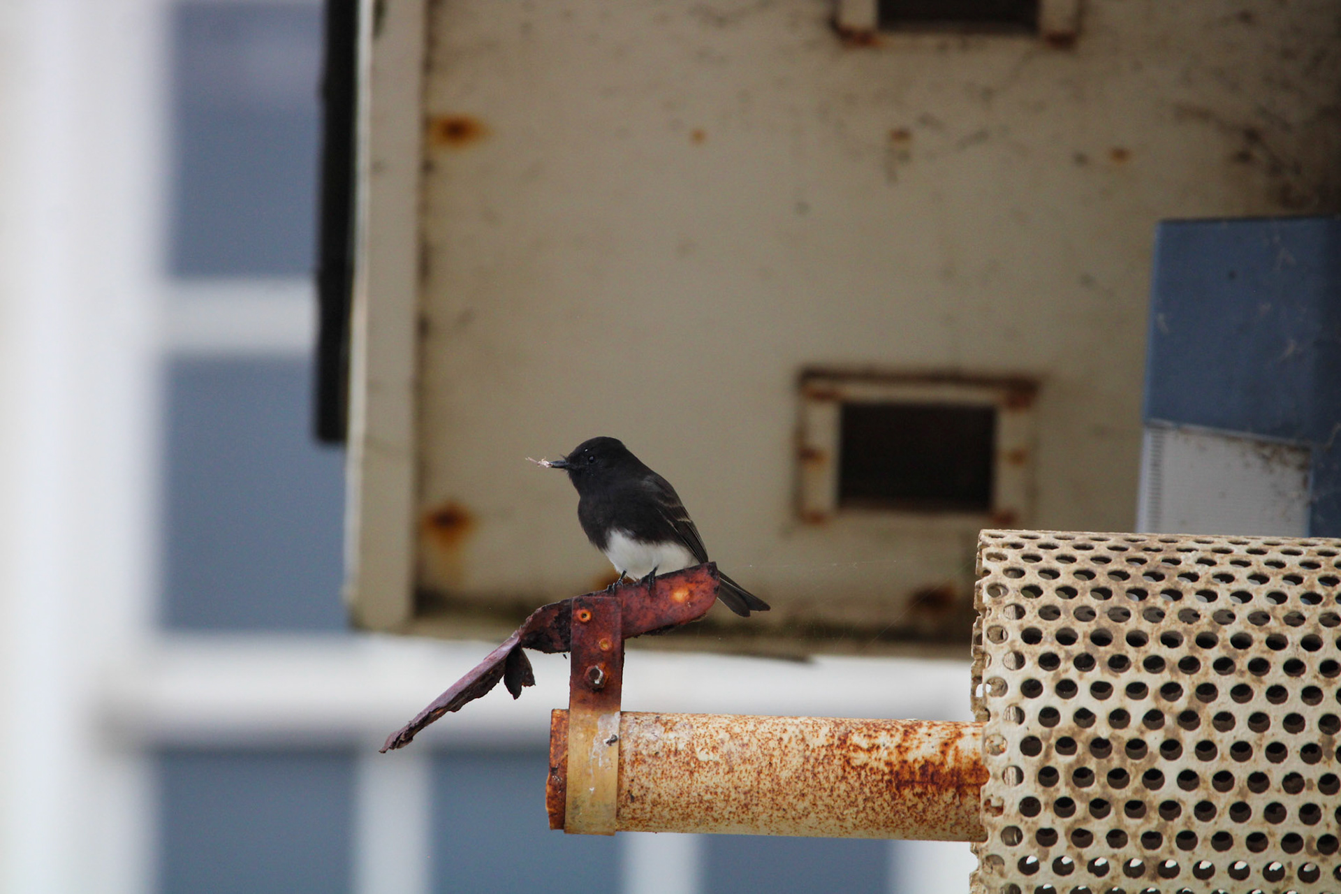 Black Phoebe - Rodeo Lagoon