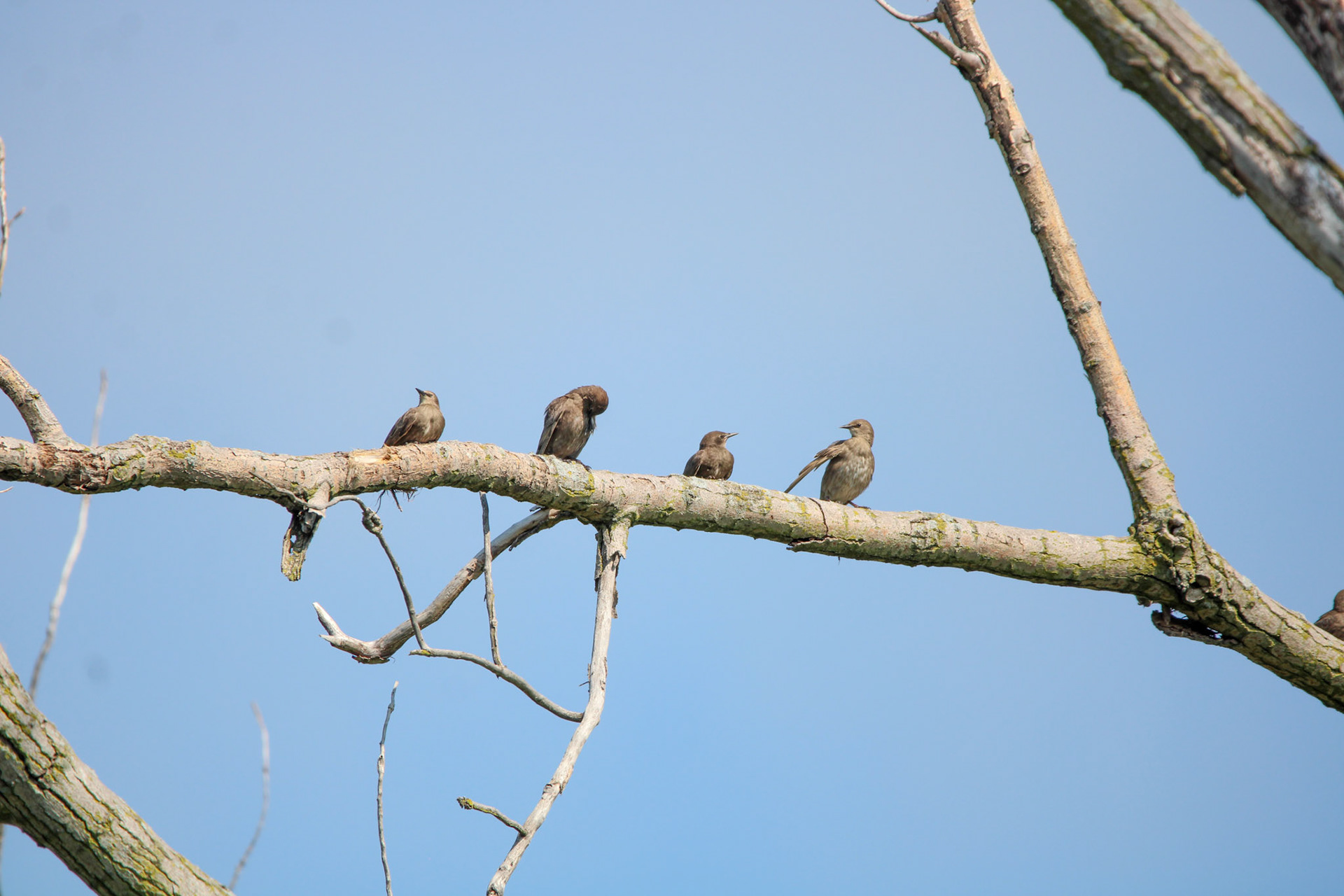 European Starlings - Sterling State Park