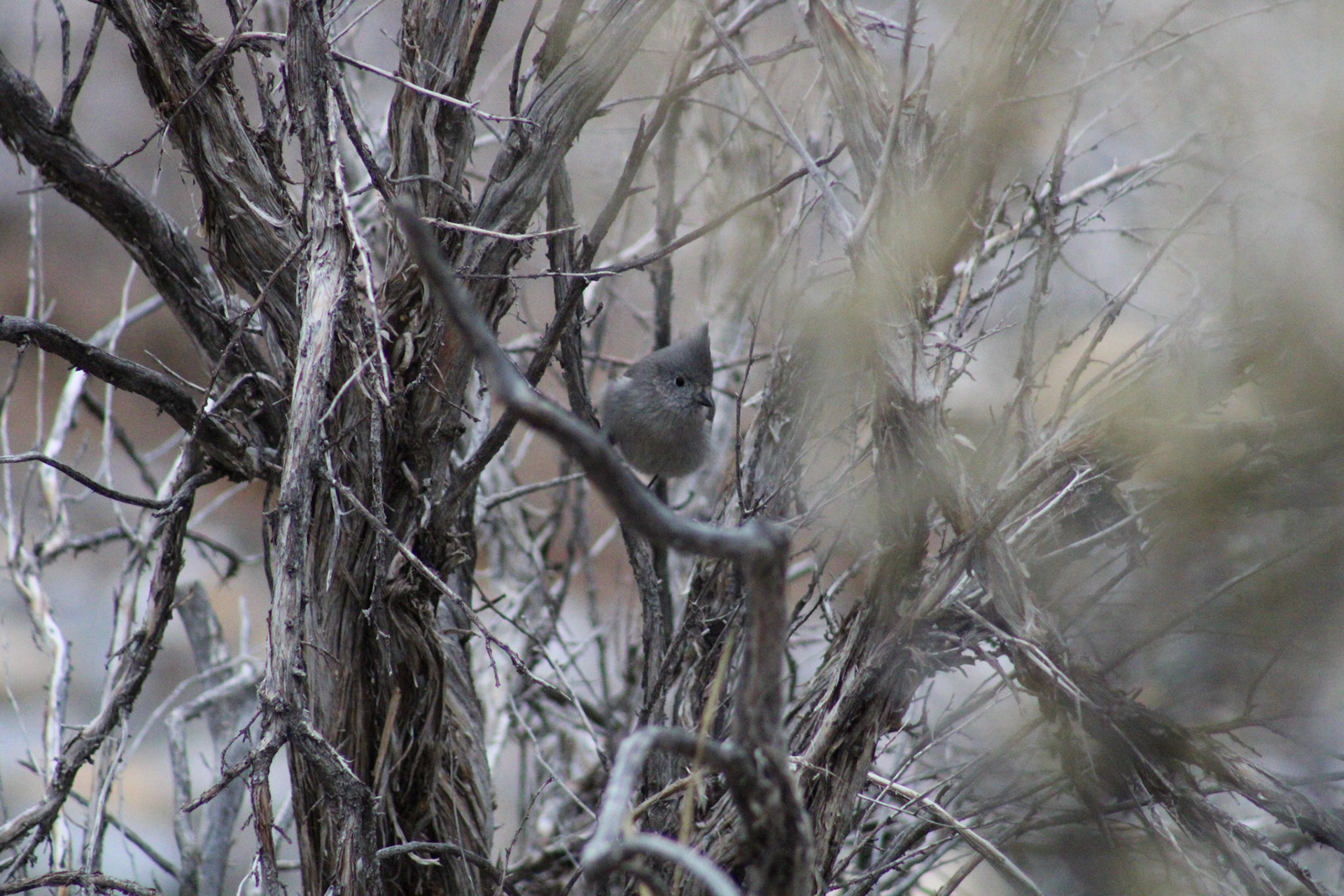 Juniper Titmouse