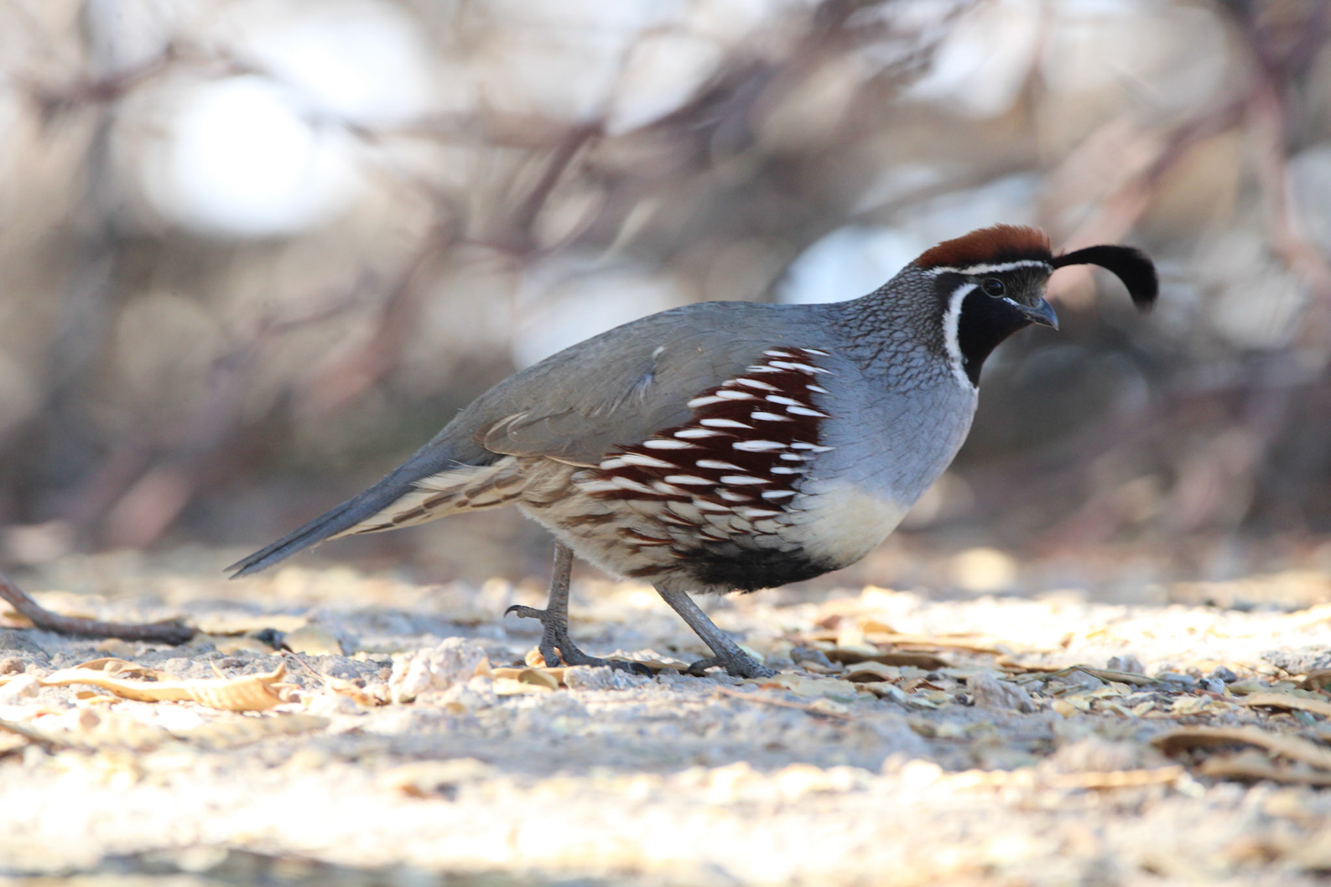 Gambel's Quail