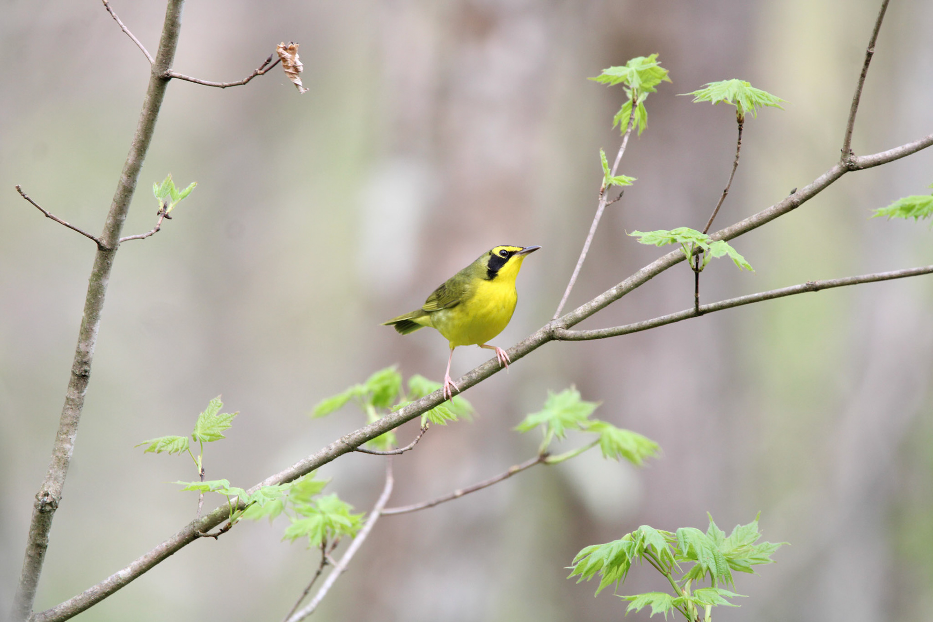 Kentucky Warbler