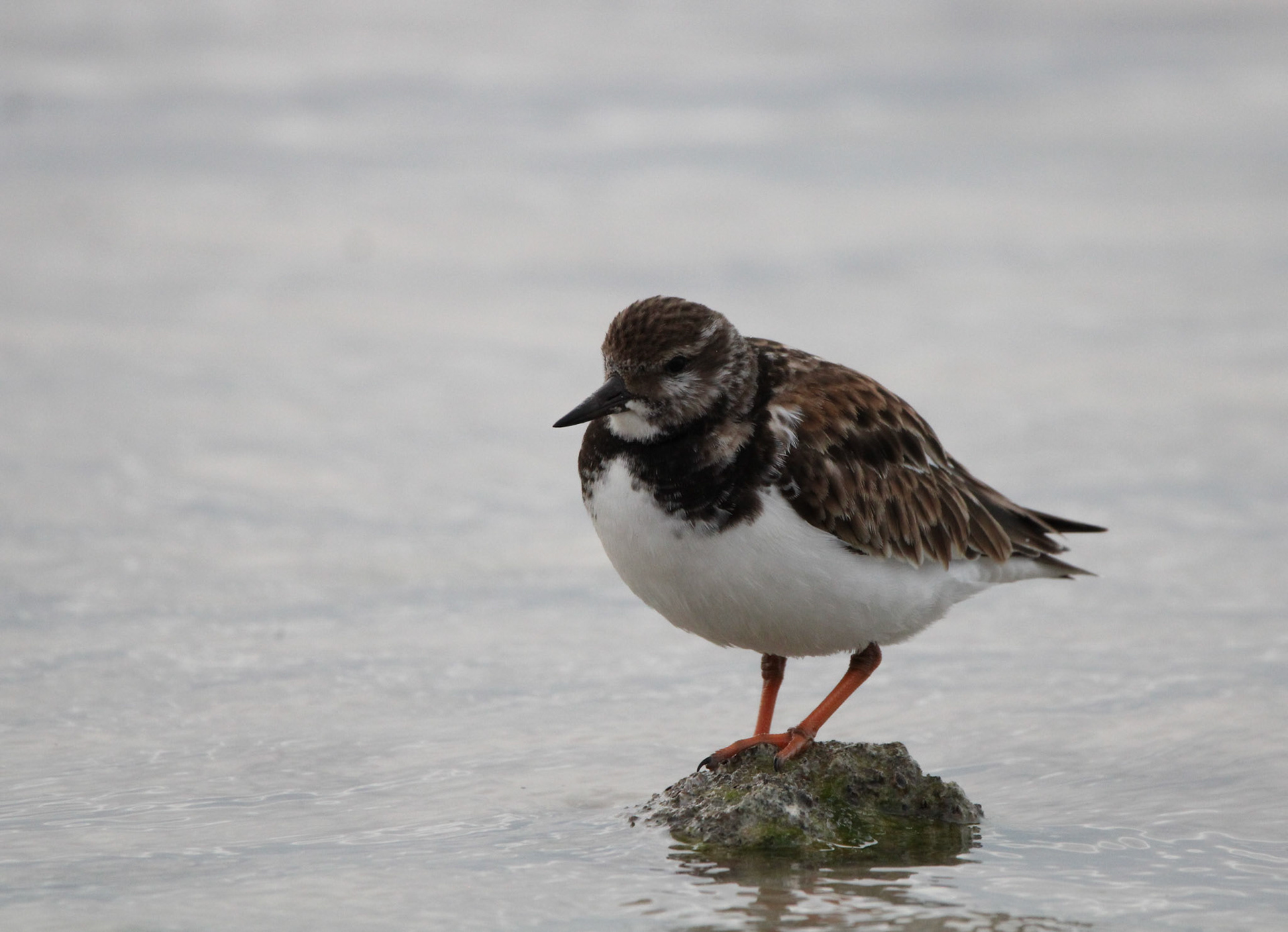 Ruddy Turnstone