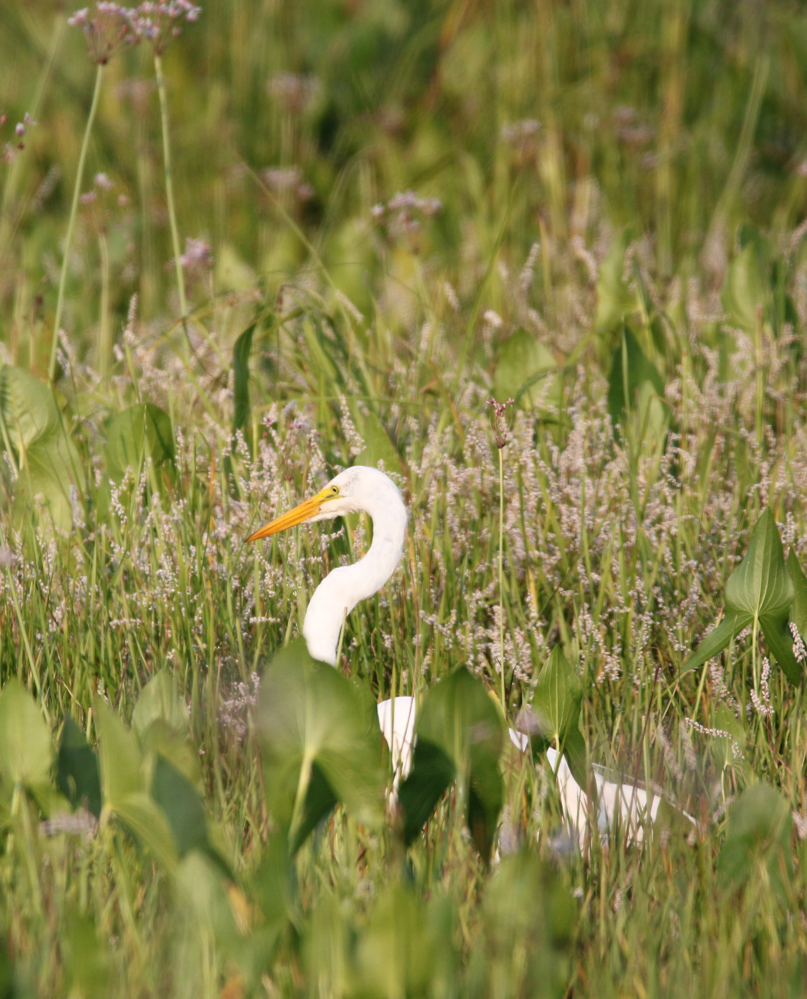 Great Egret