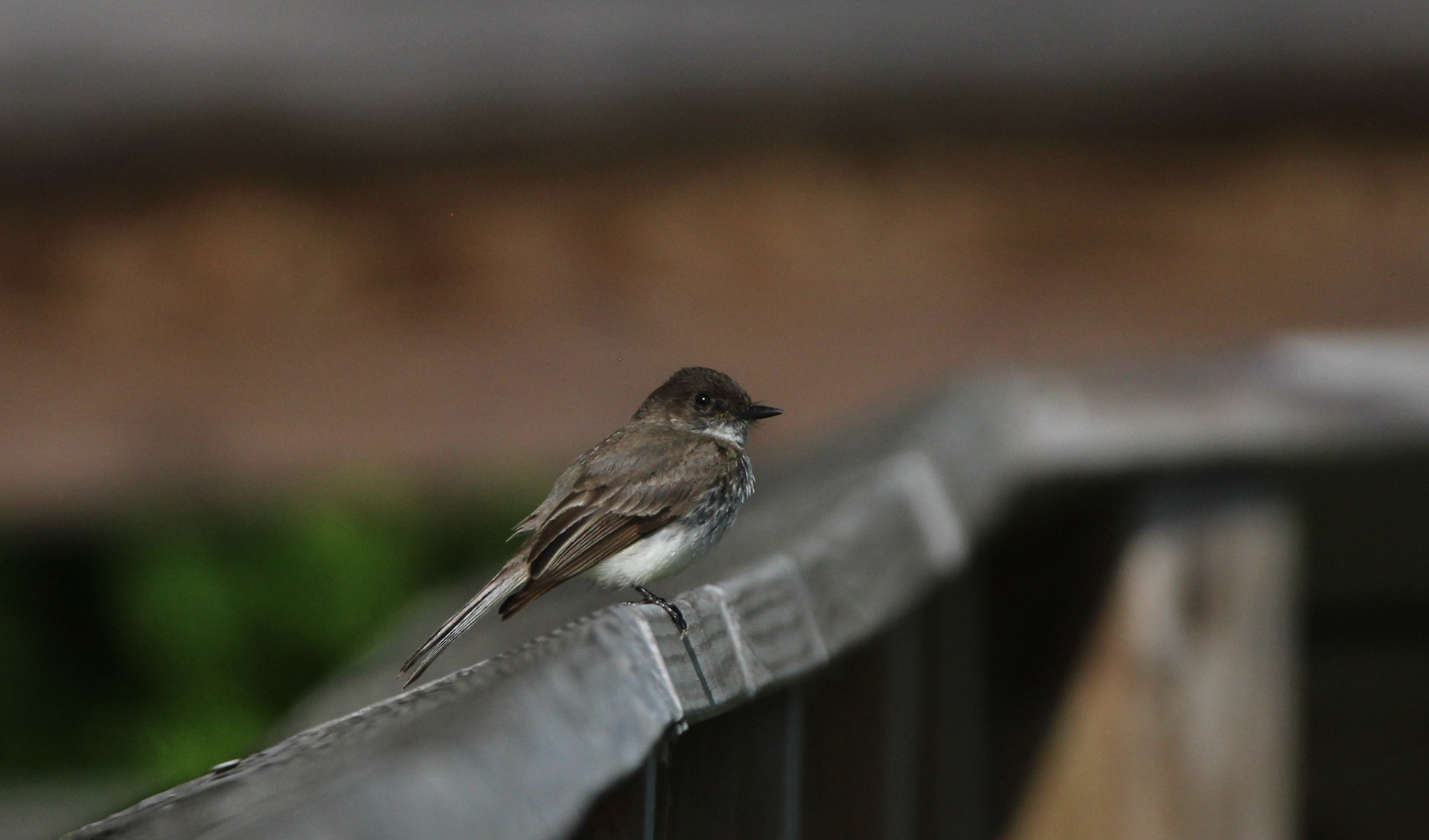 Eastern Phoebe