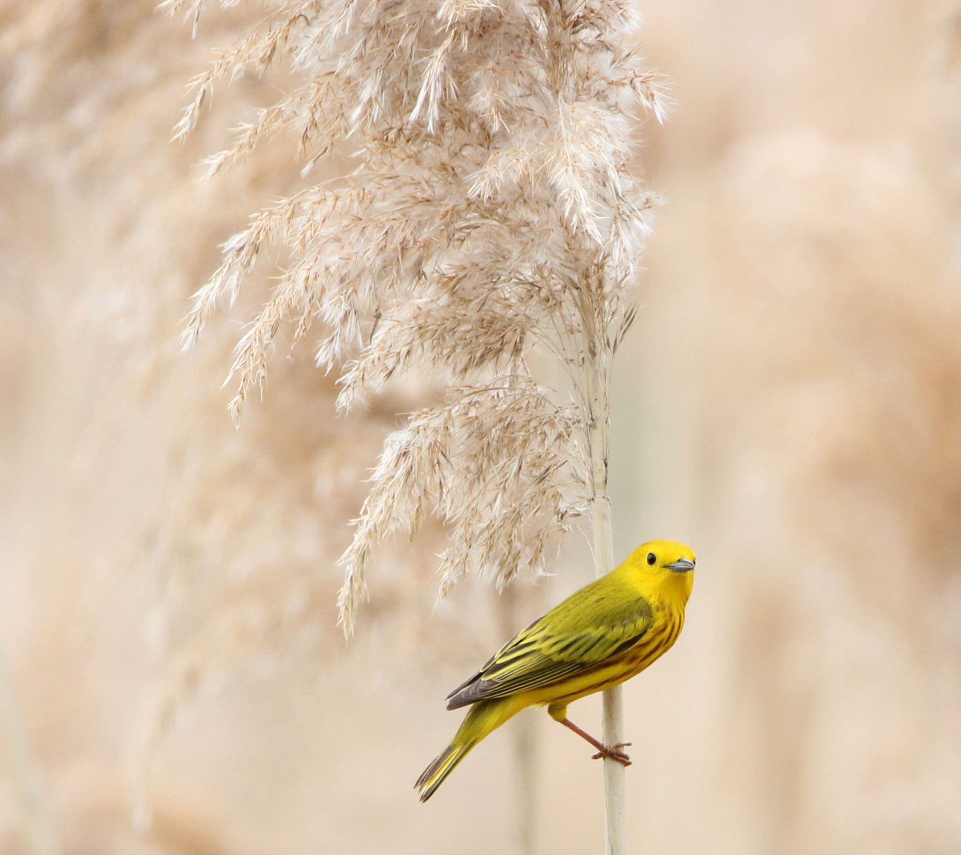 Yellow Warbler