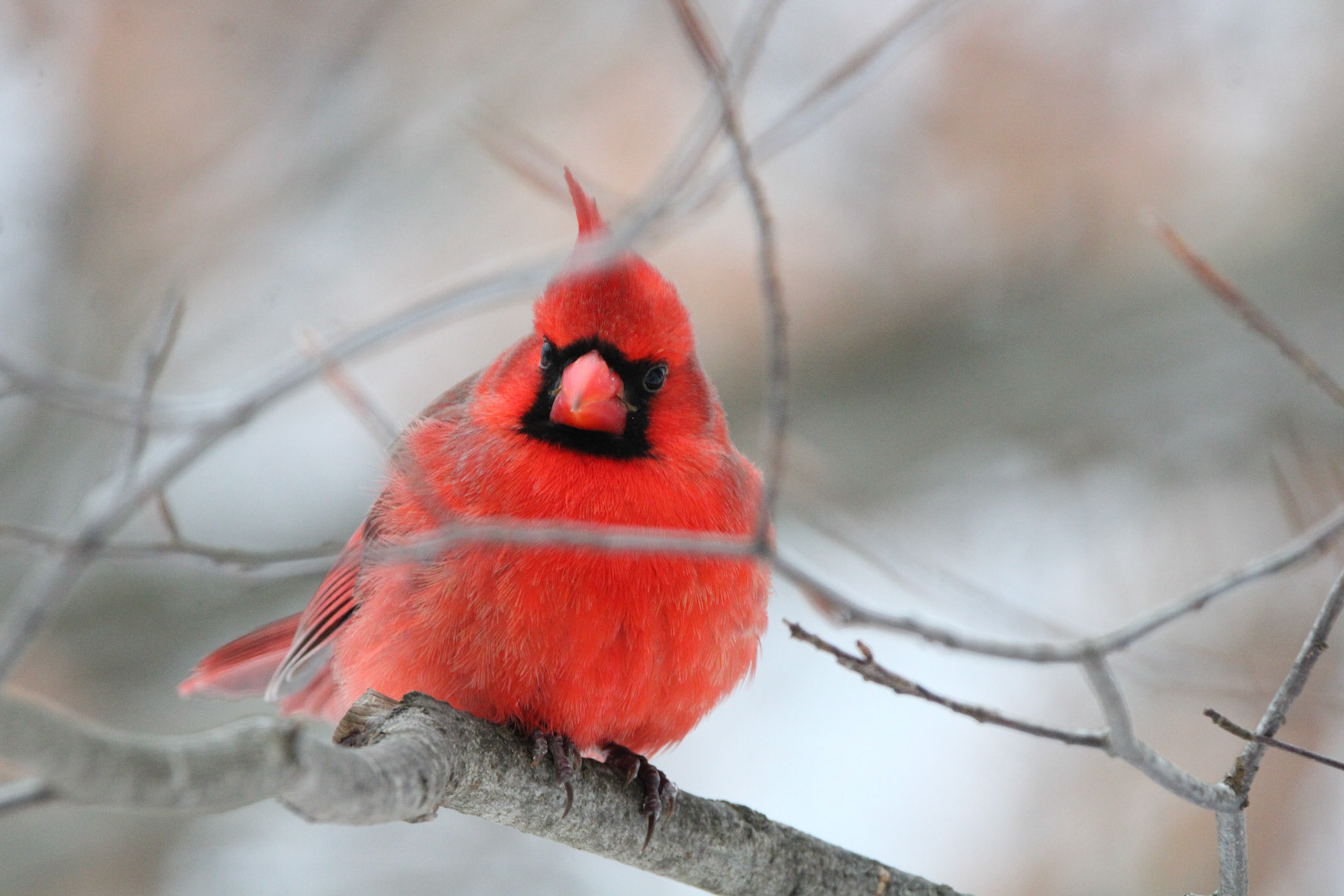 Northern Cardinal