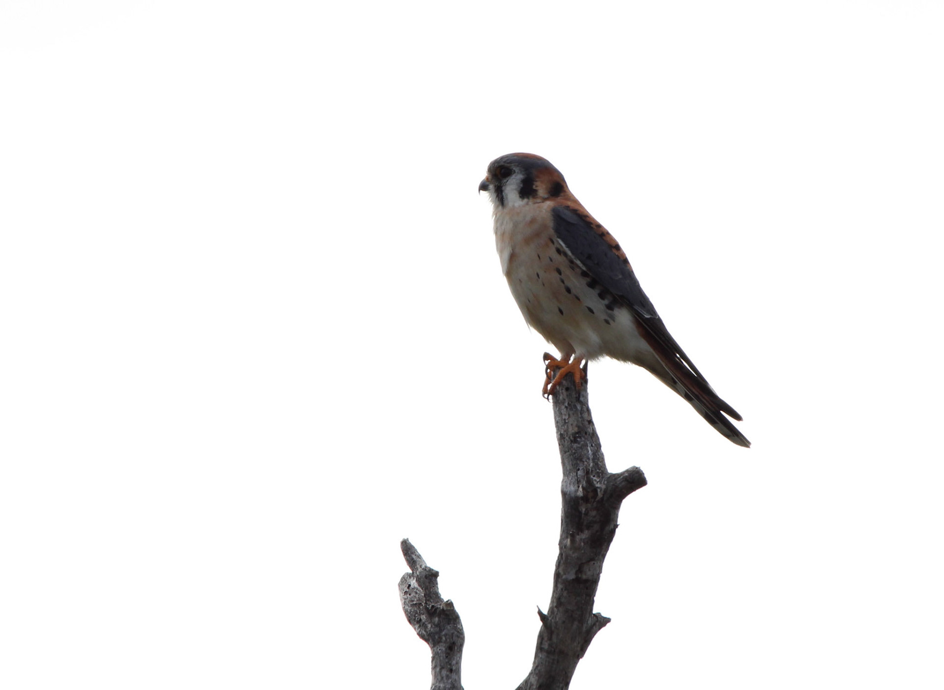 American Kestrel