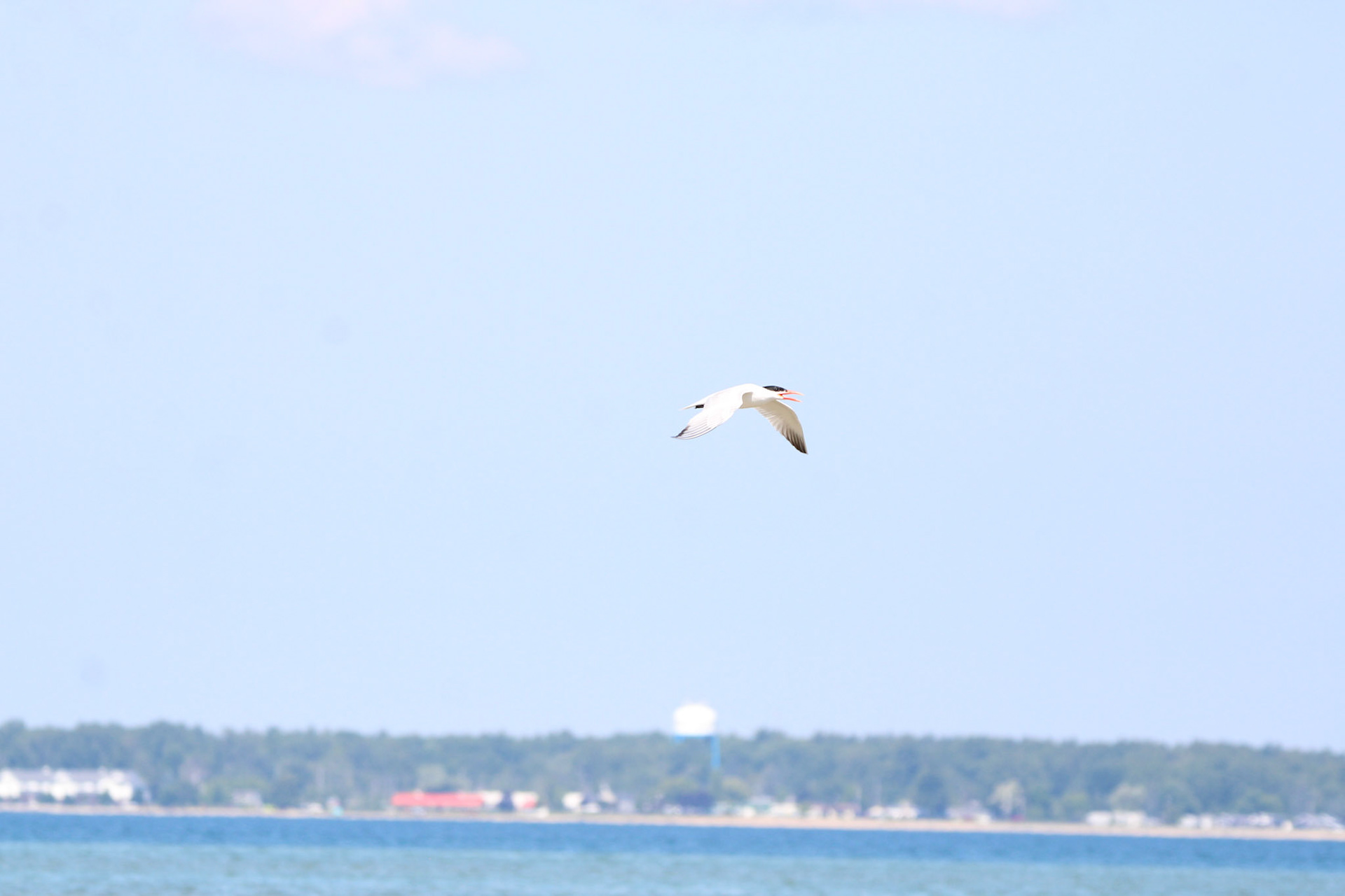 Common Tern