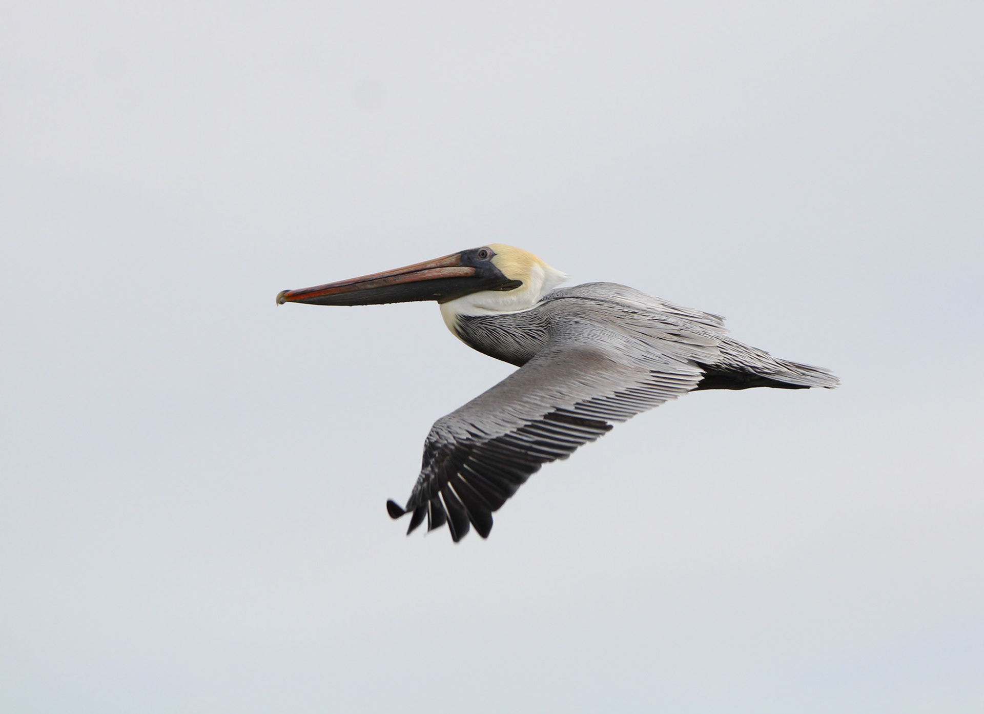 Brown Pelican