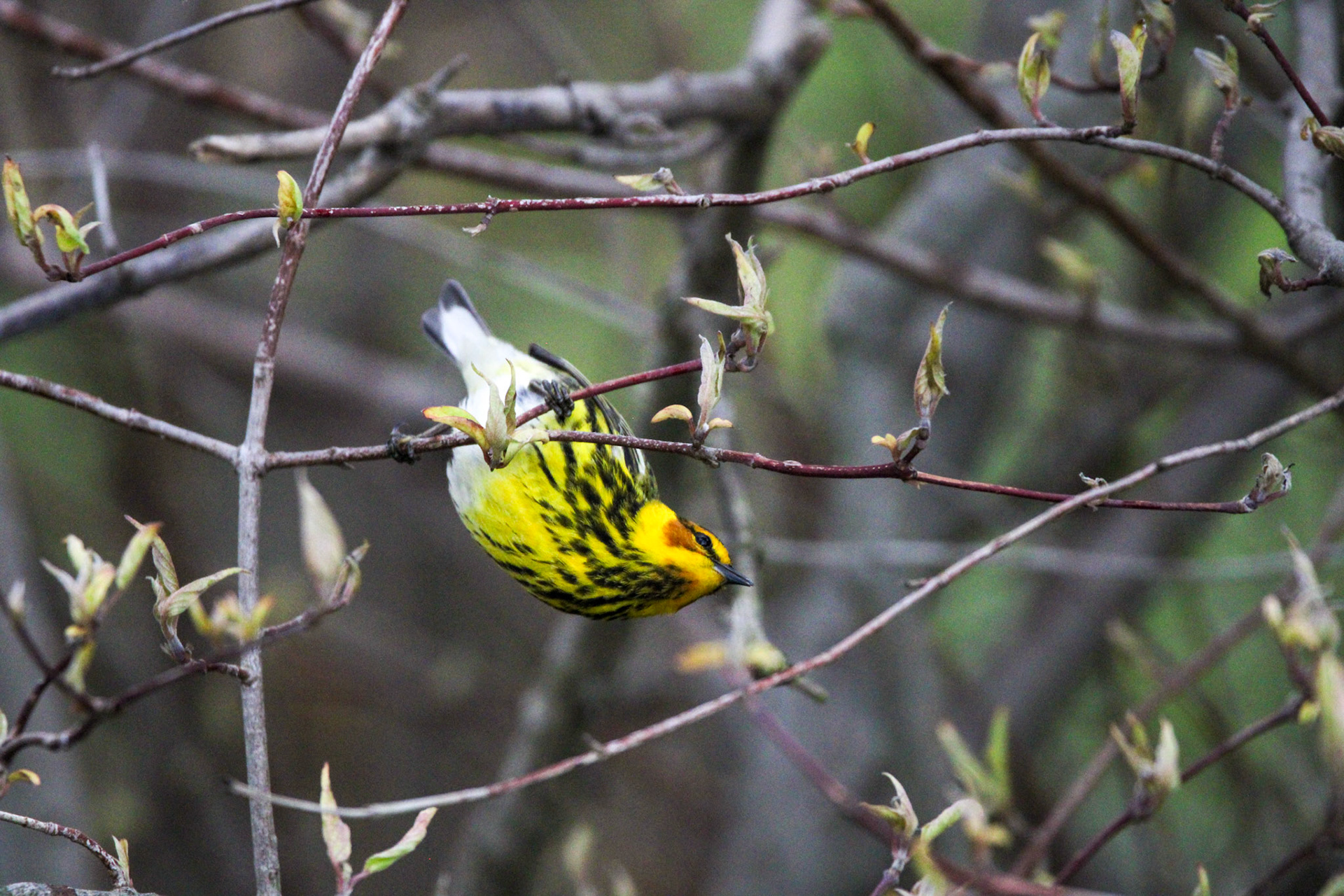 Cape May Warbler