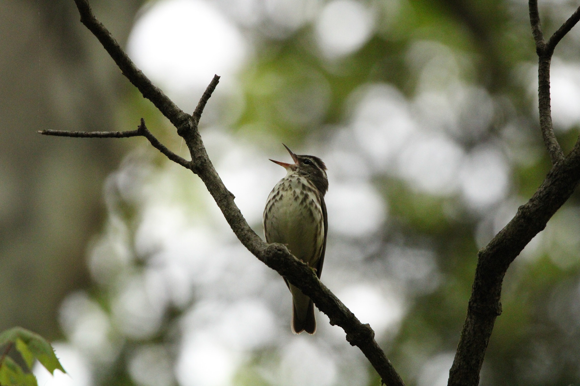 Louisiana Waterthrush