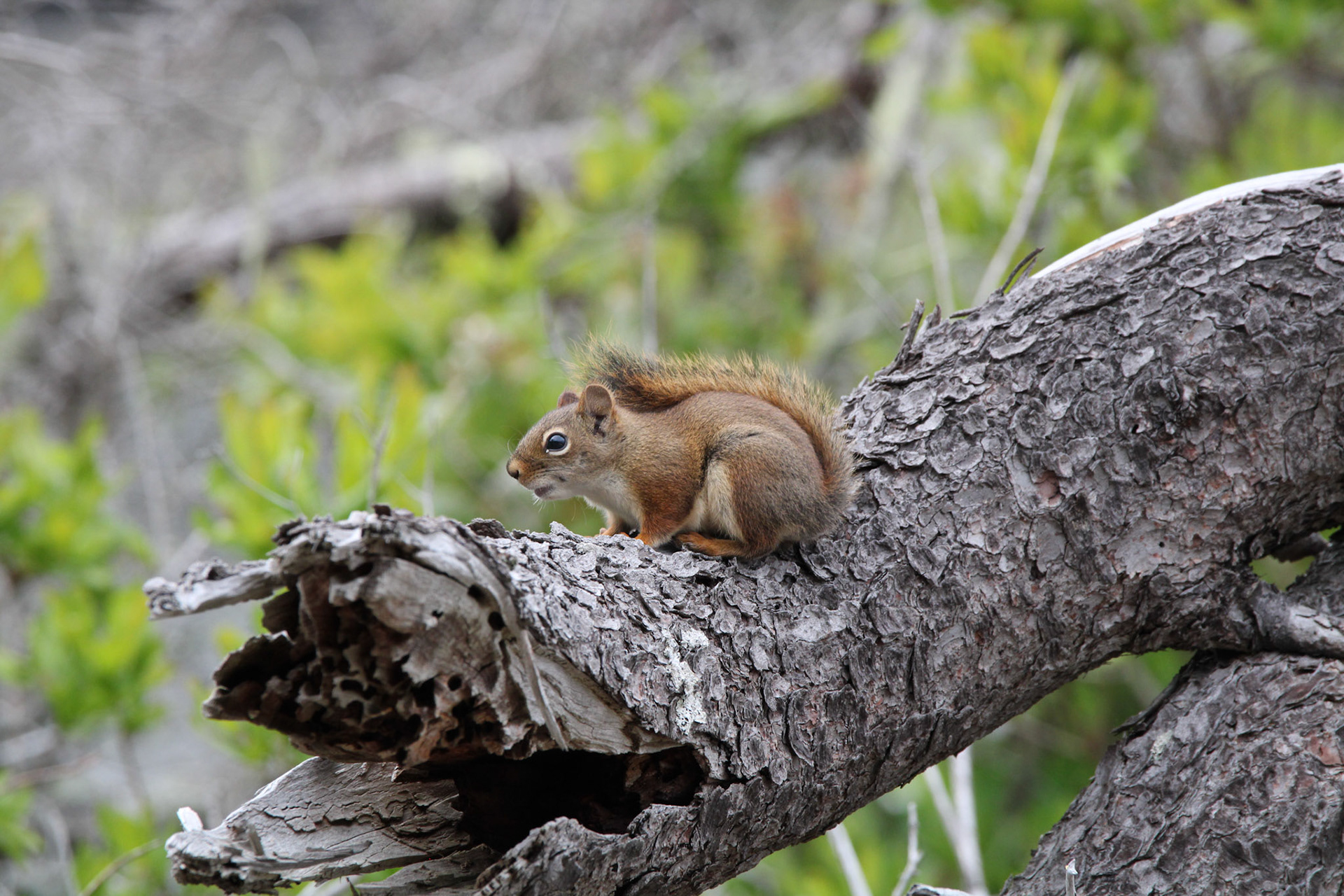 Red Squirrel
