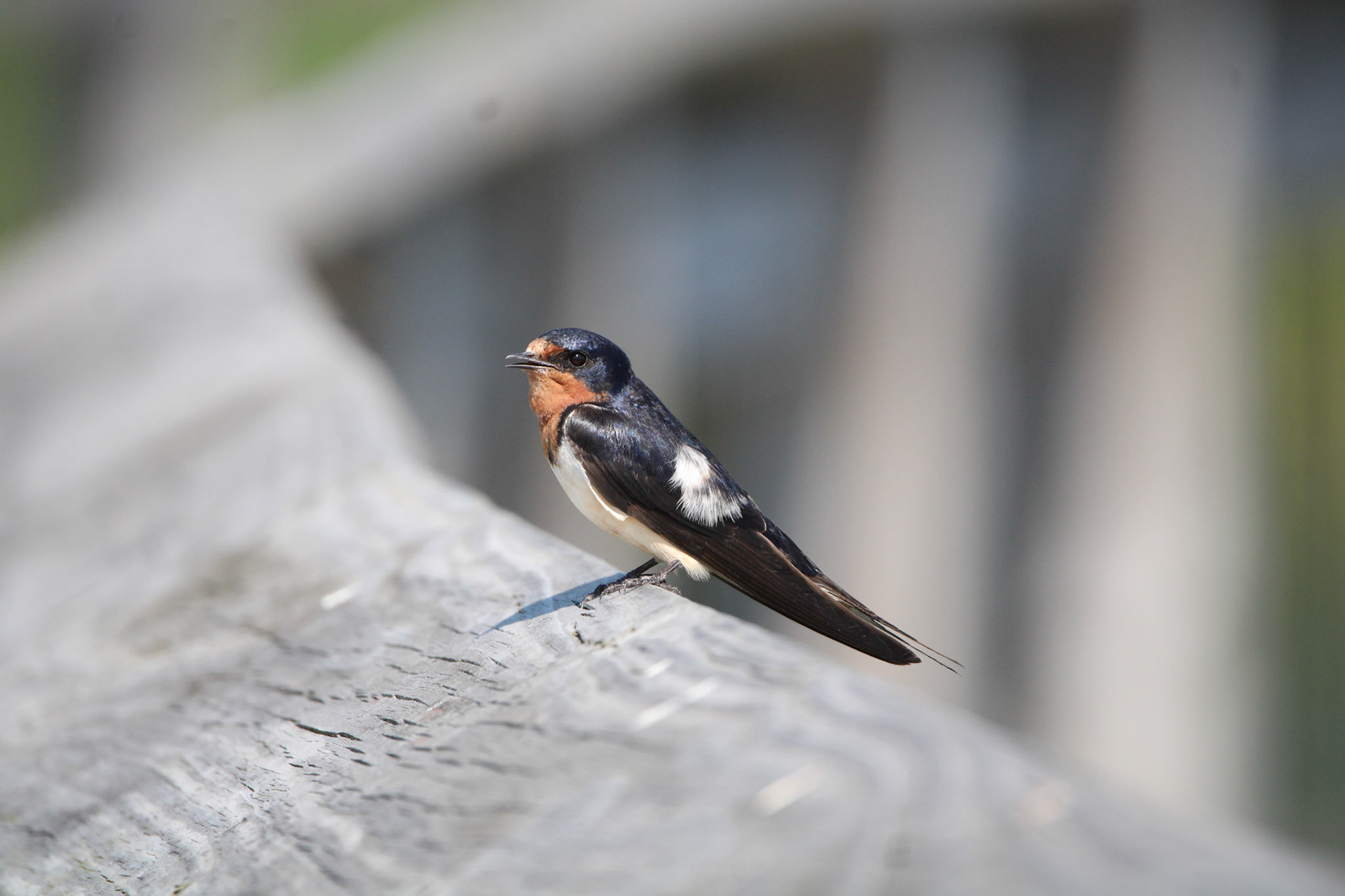Barn Swallow