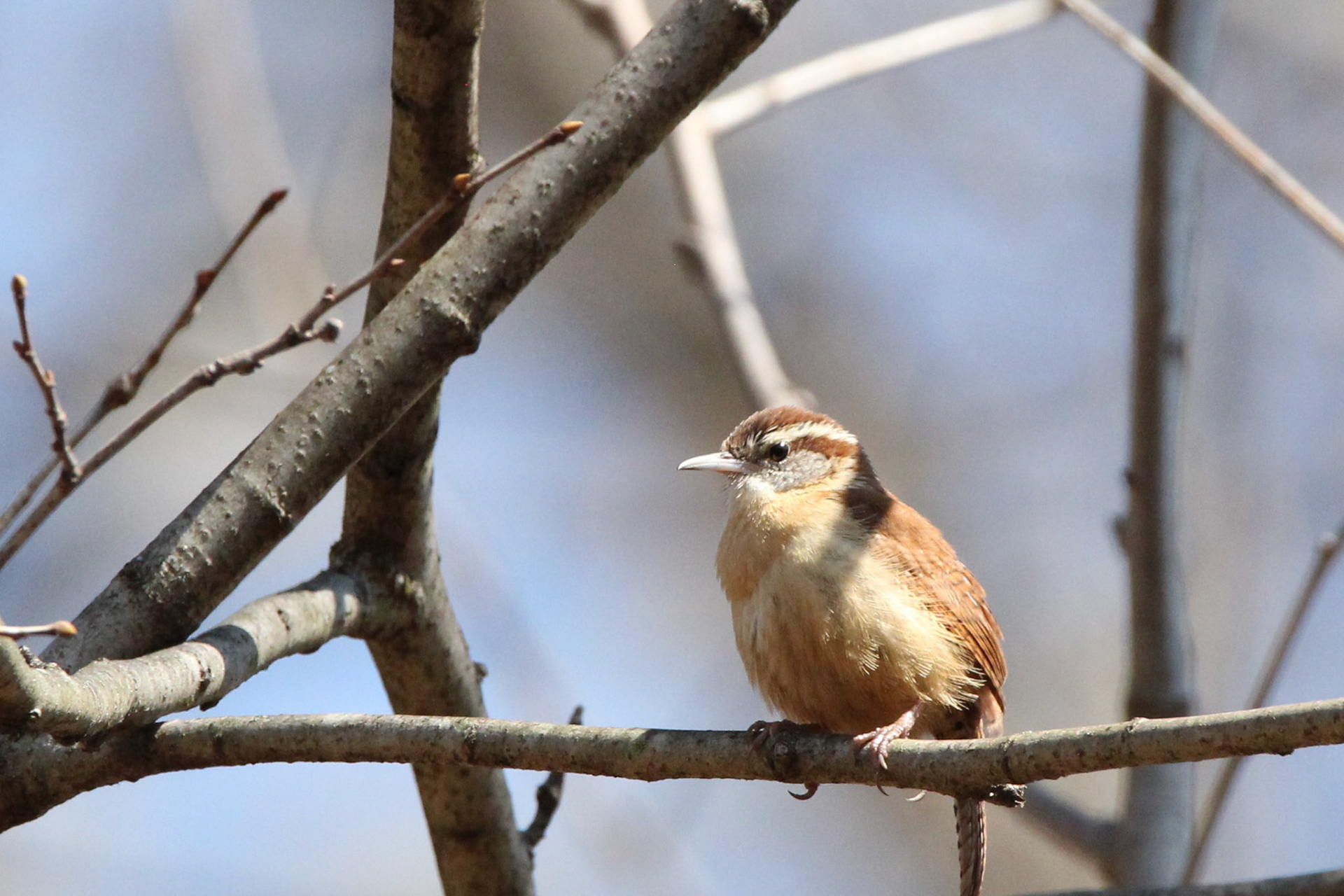 Carolina Wren
