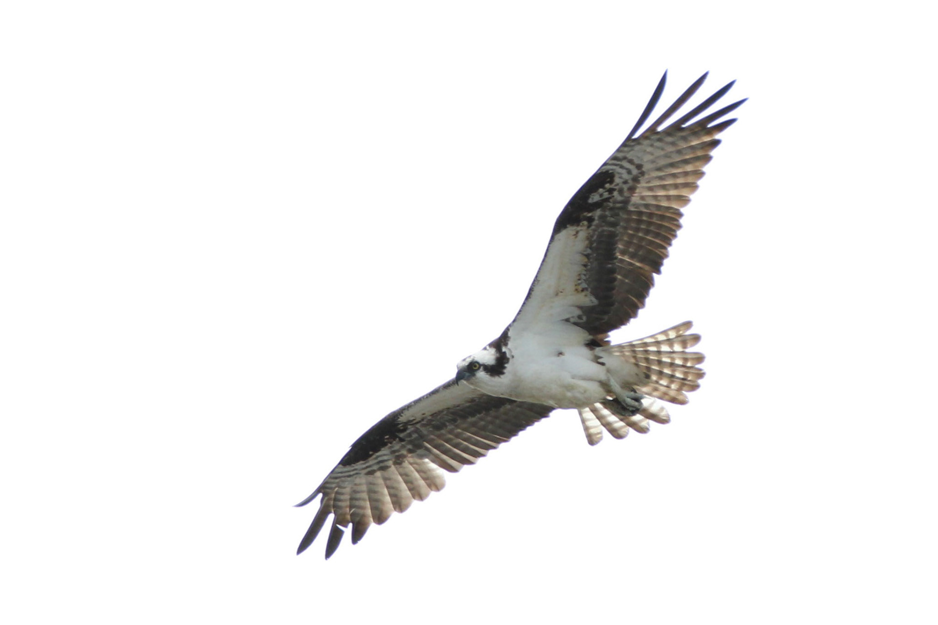 Osprey