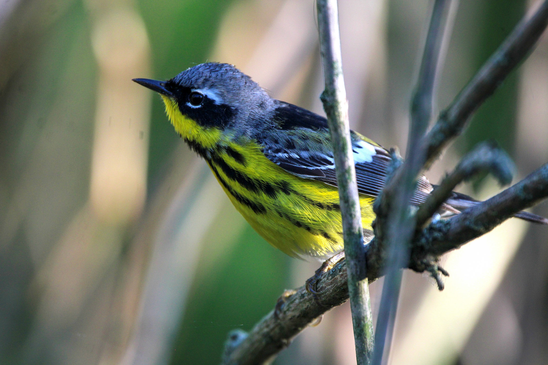 Magnolia Warbler