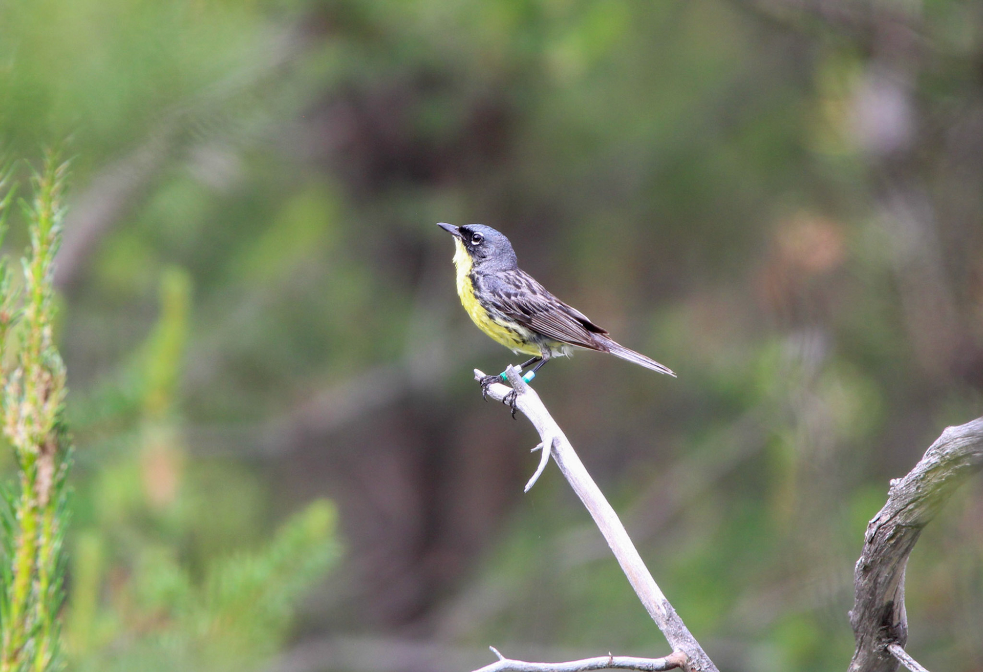 Kirtland's Warbler - Huron National Forest