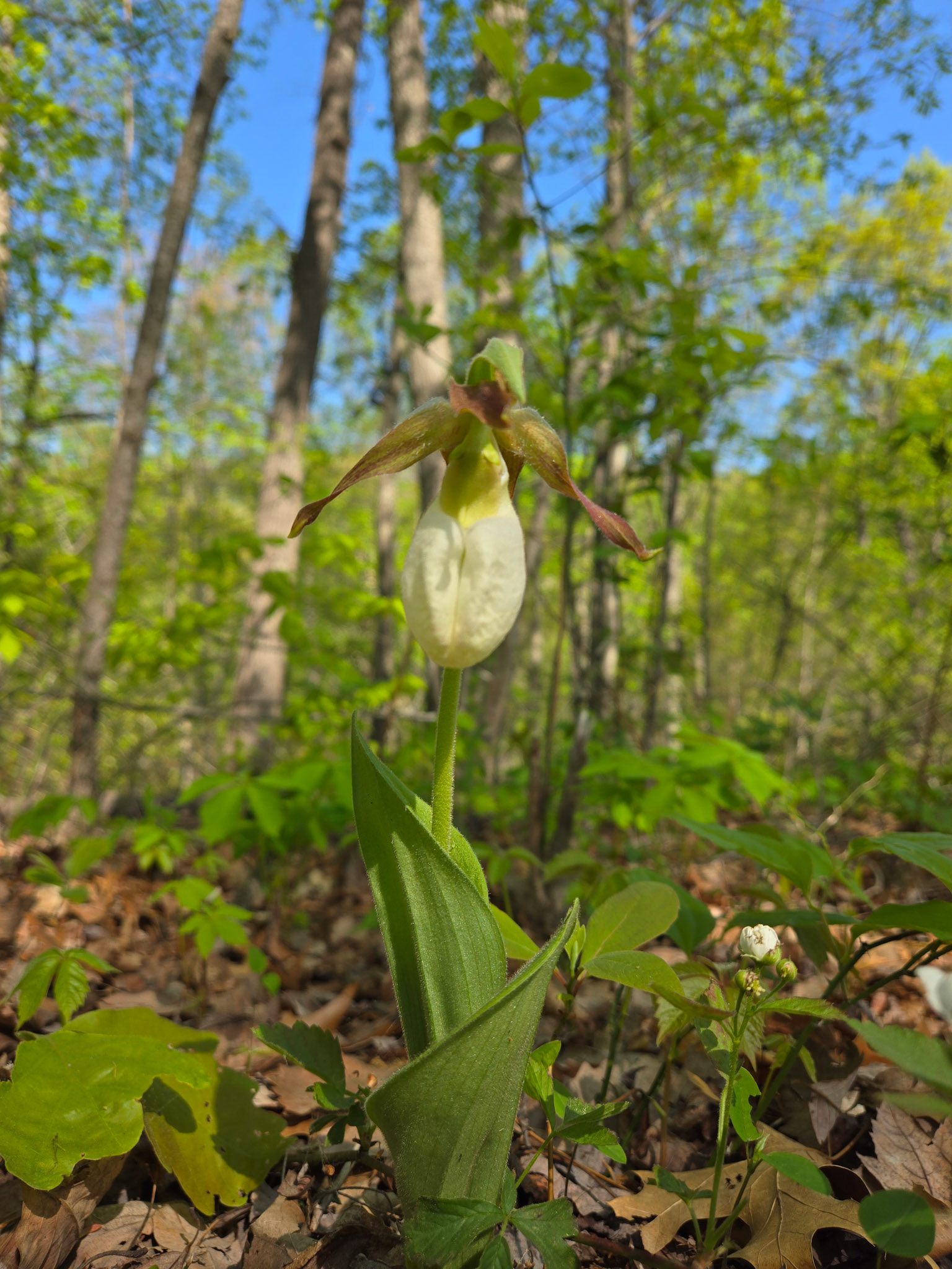 White Lady's Slipper
