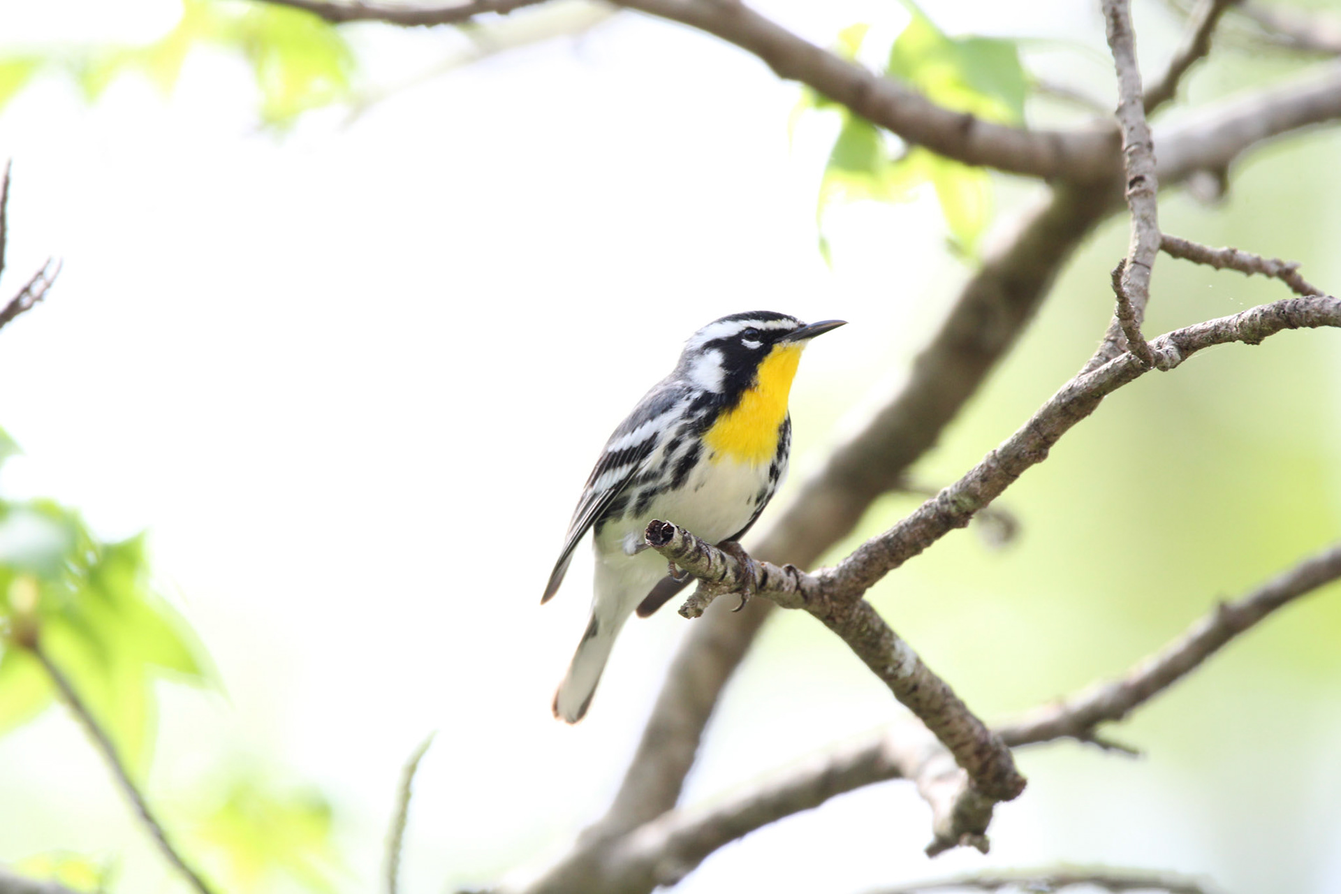 Yellow-throated Warbler