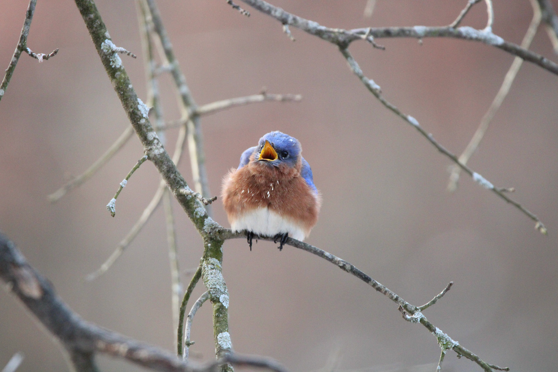 Eastern Bluebird