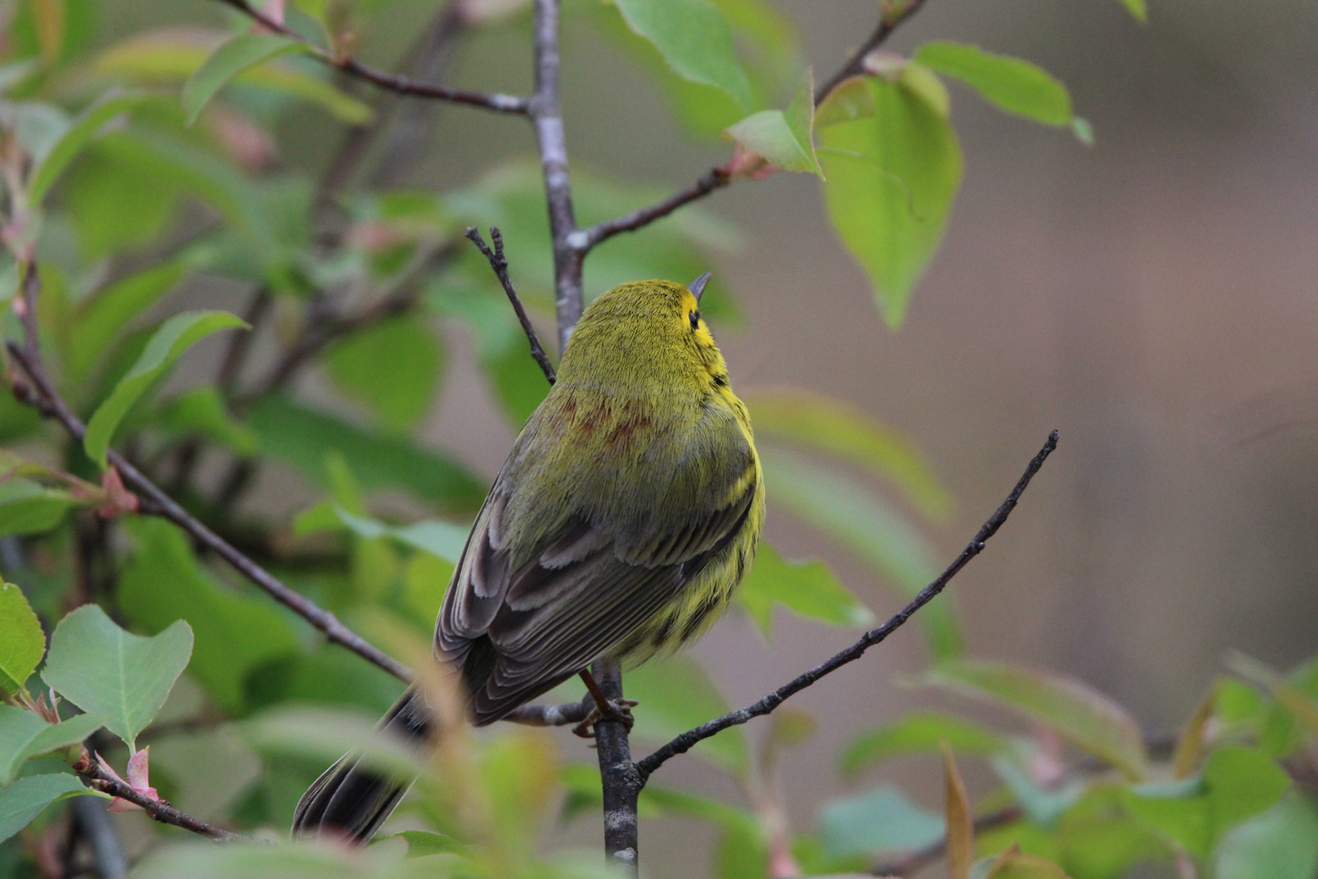 Prairie Warbler