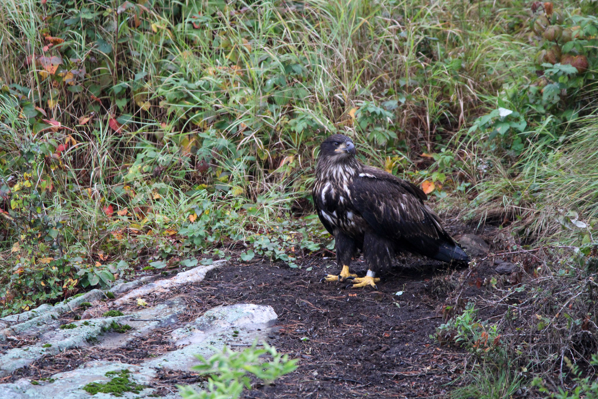 Bald Eagle - Voyageurs National Park