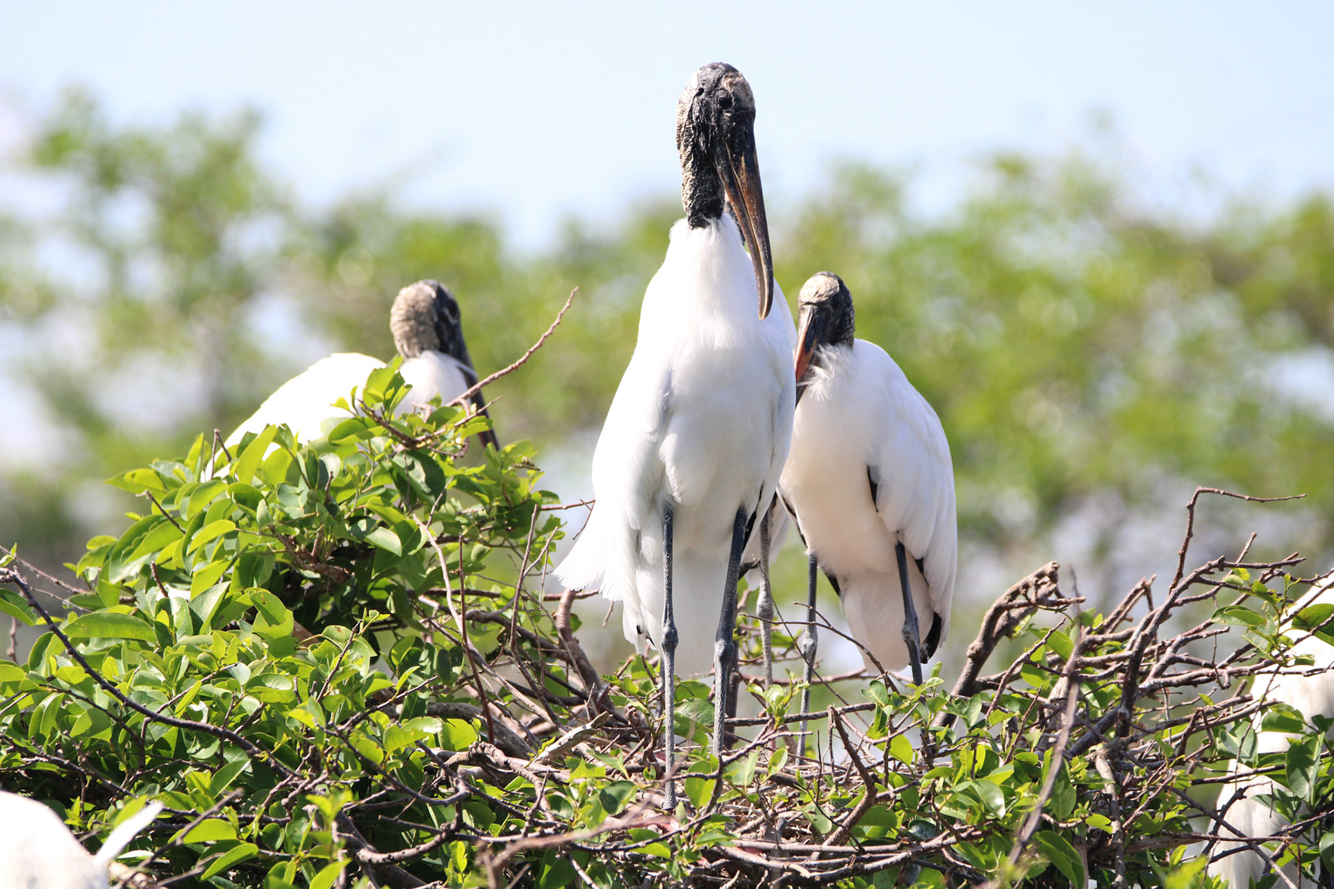 Wood Stork - Wakodahatchee Wetlands