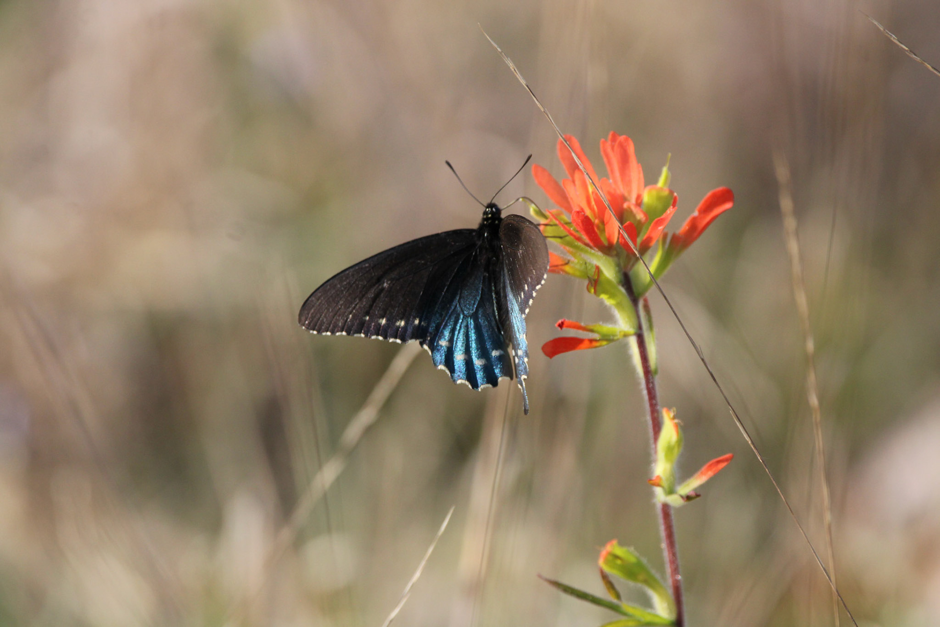 Pipevine Swallowtail