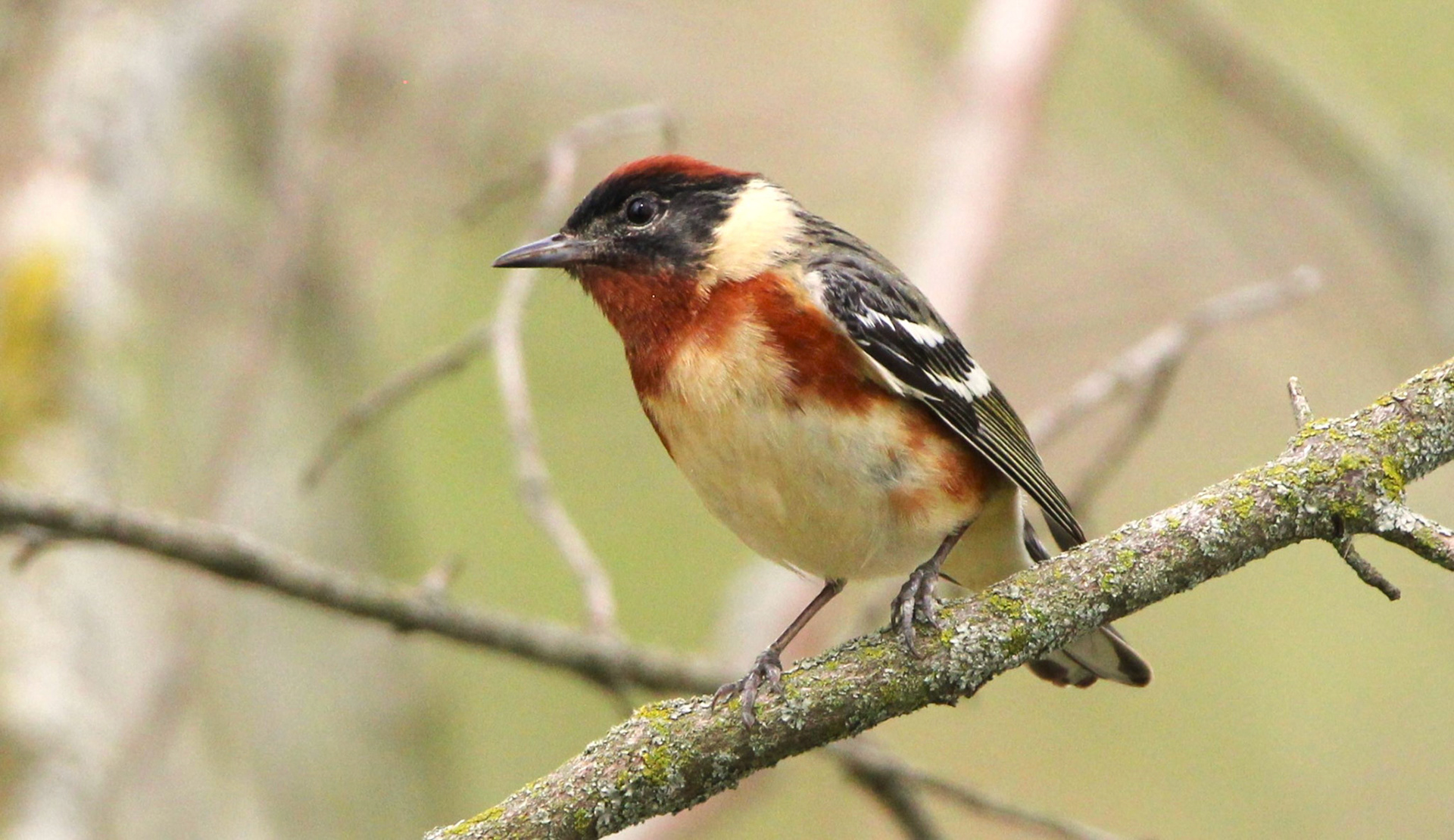 Bay-breasted Warbler