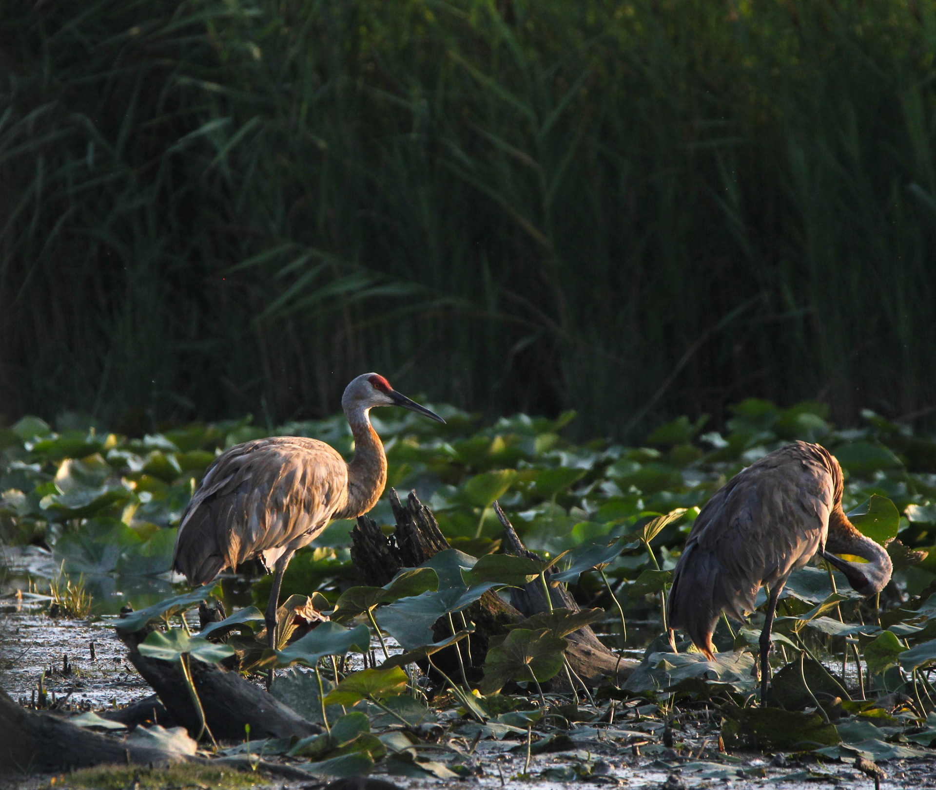 Sandhill Crane