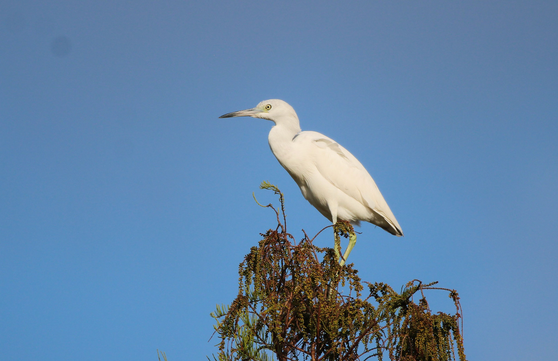 Little Blue Heron