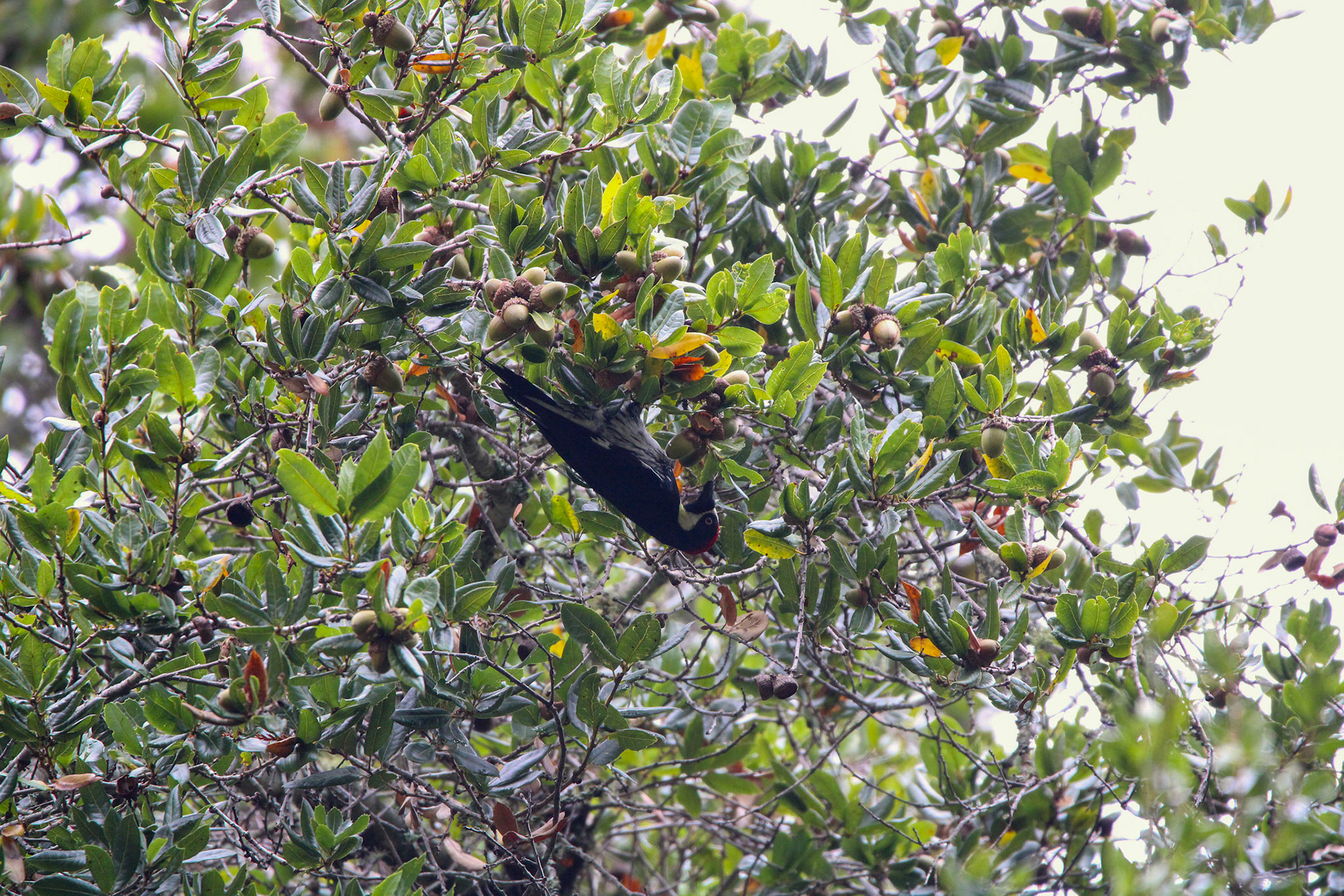 Acorn Woodpecker- Big Basin Redwoods State Park