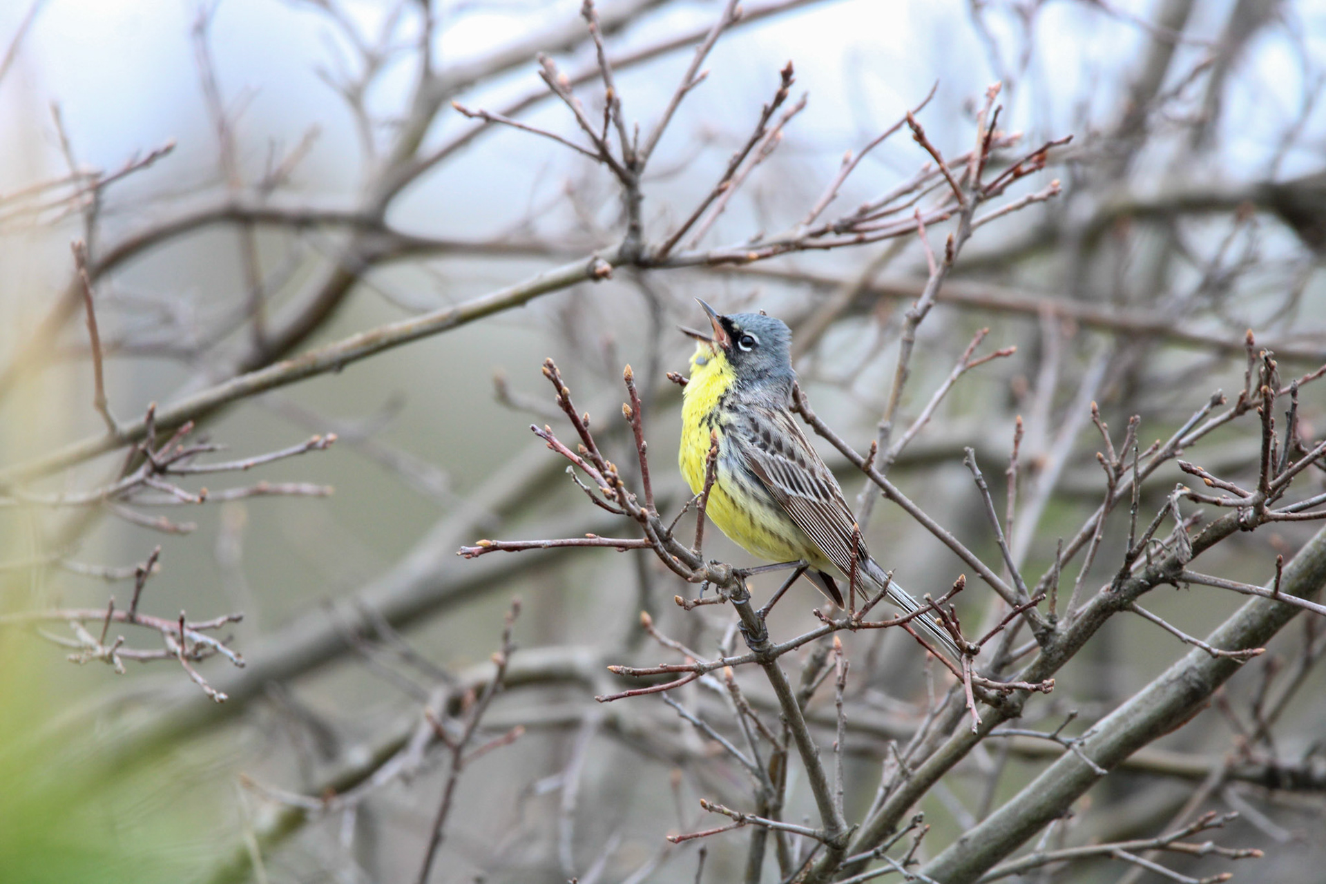 Kirtland's Warbler