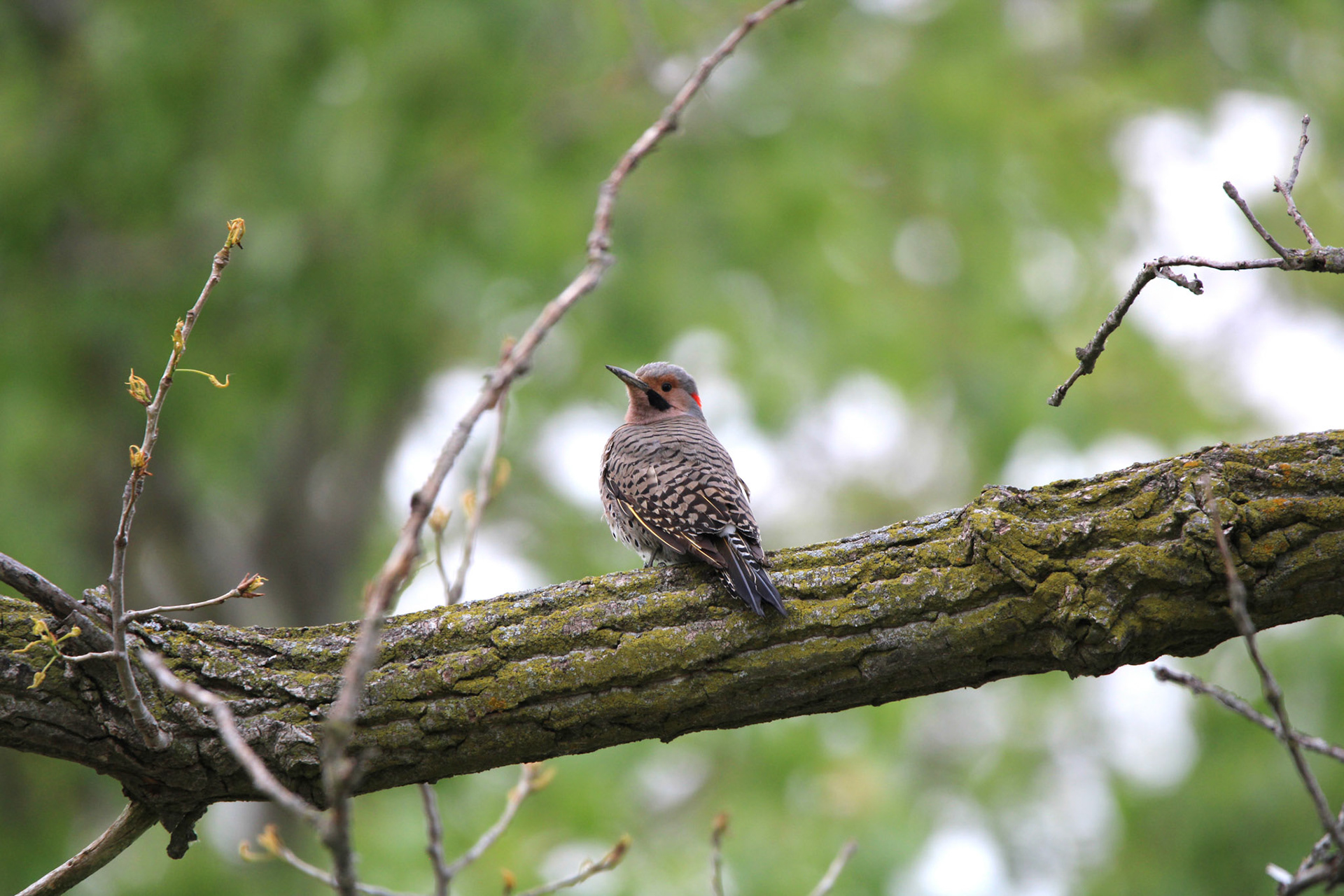 Northern Flicker