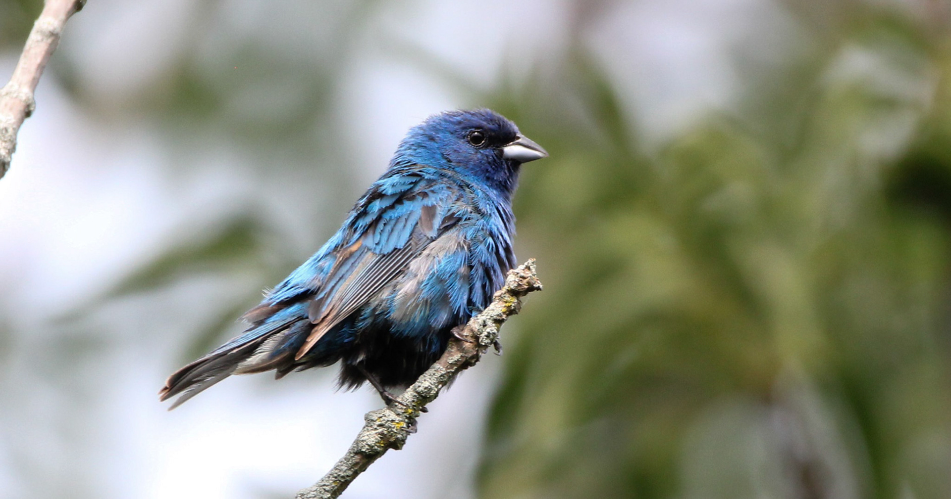Indigo Bunting