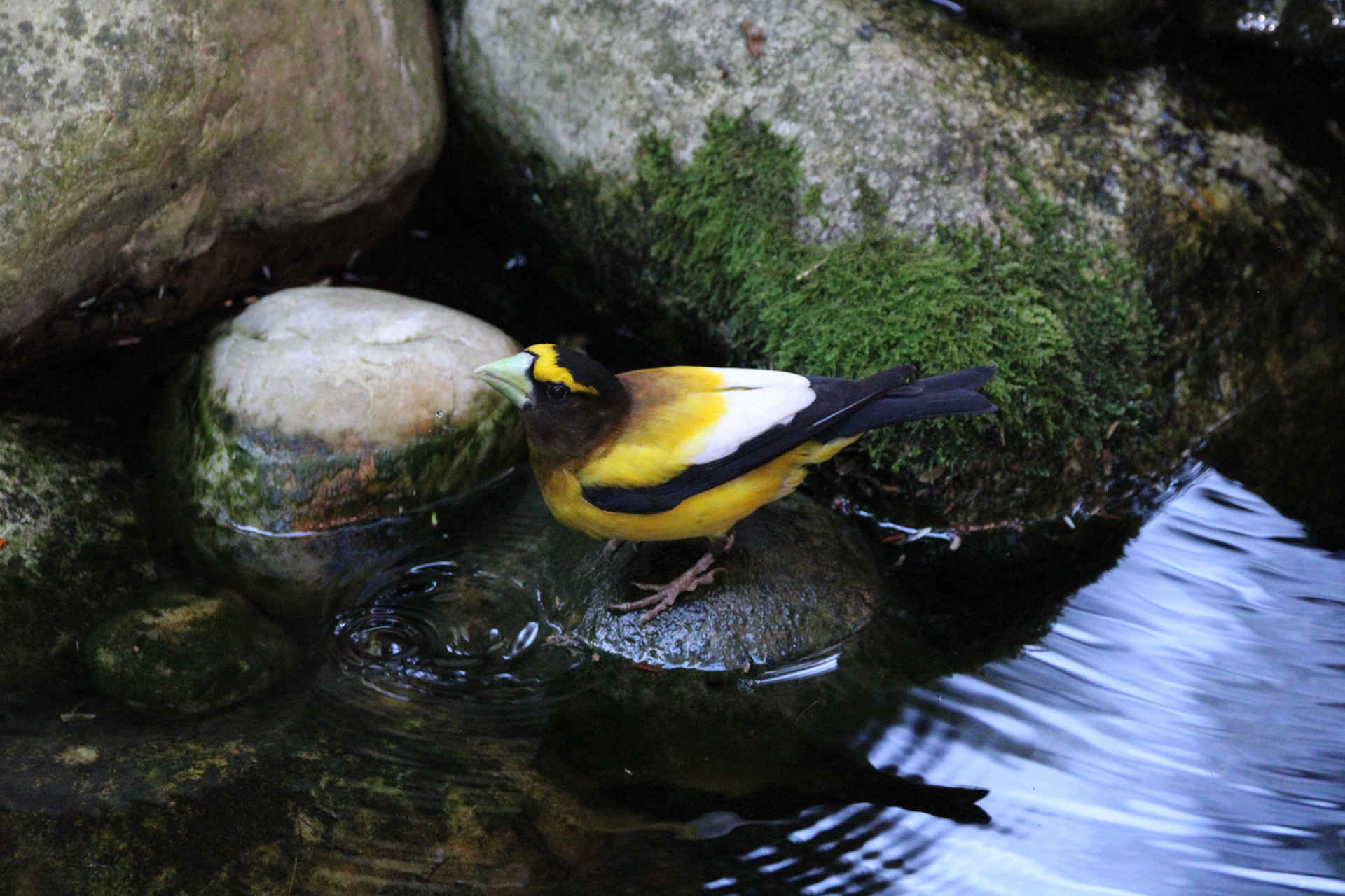 Evening Grosbeak