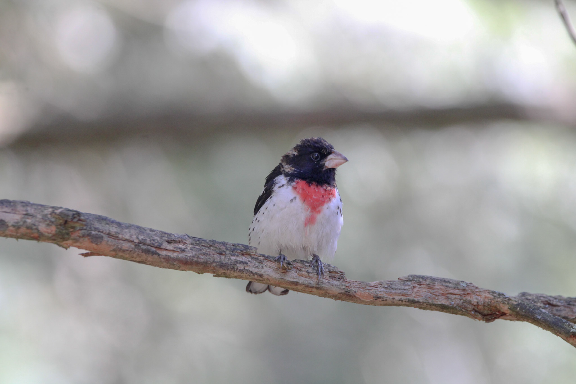 Rose-breasted Grosbeak
