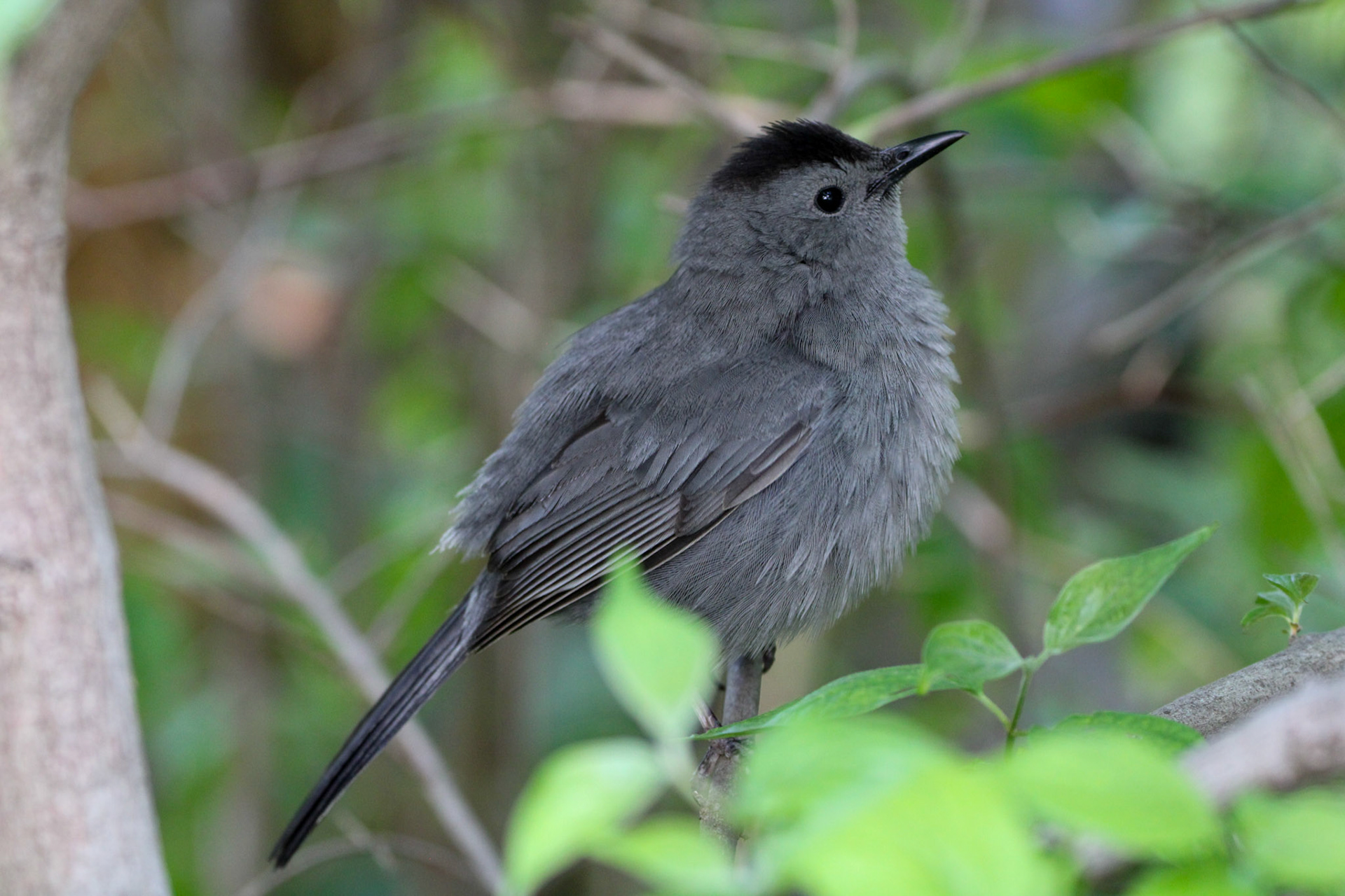 Gray Catbird