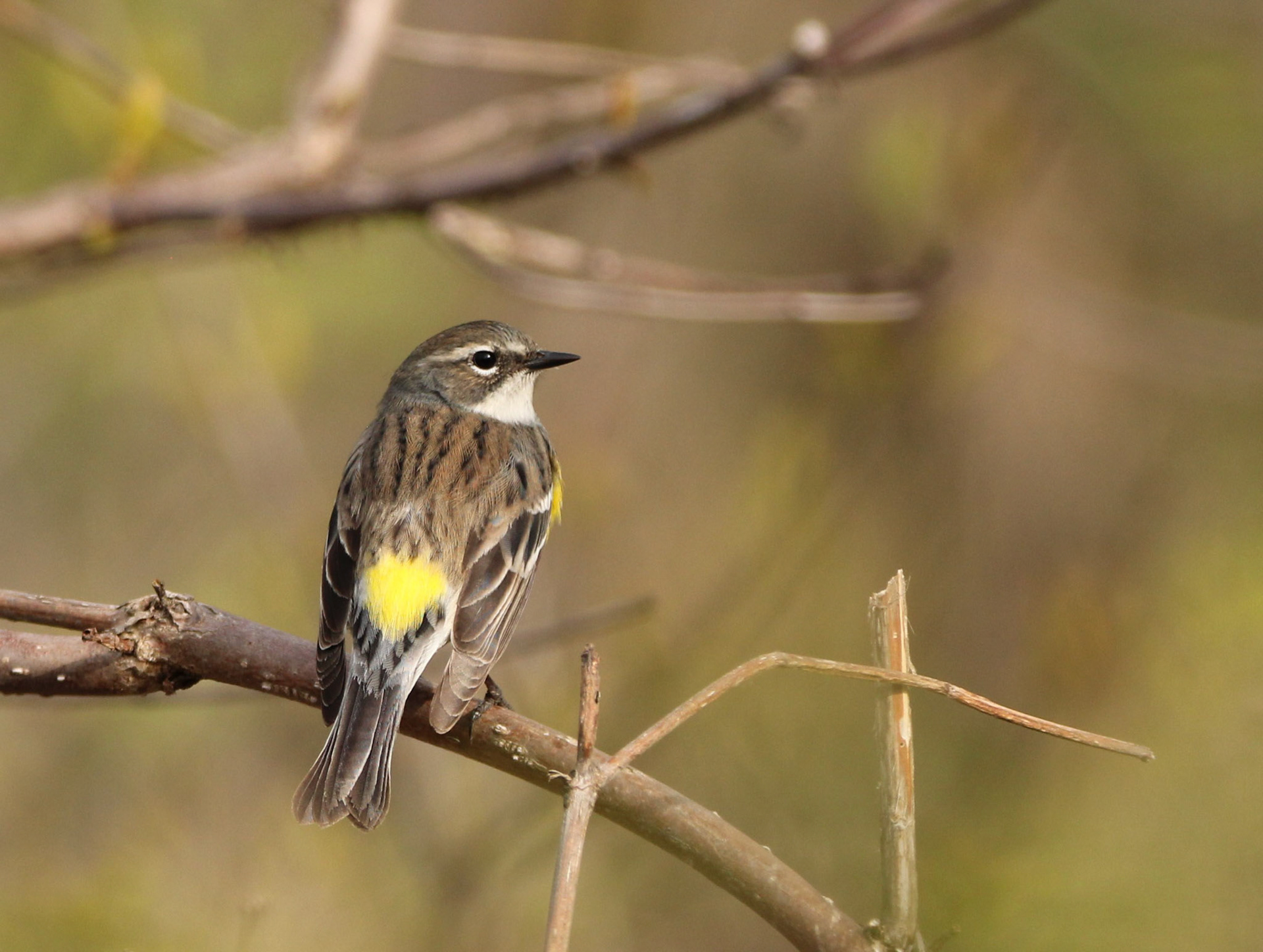 Yellow-rumped Warbler (F)