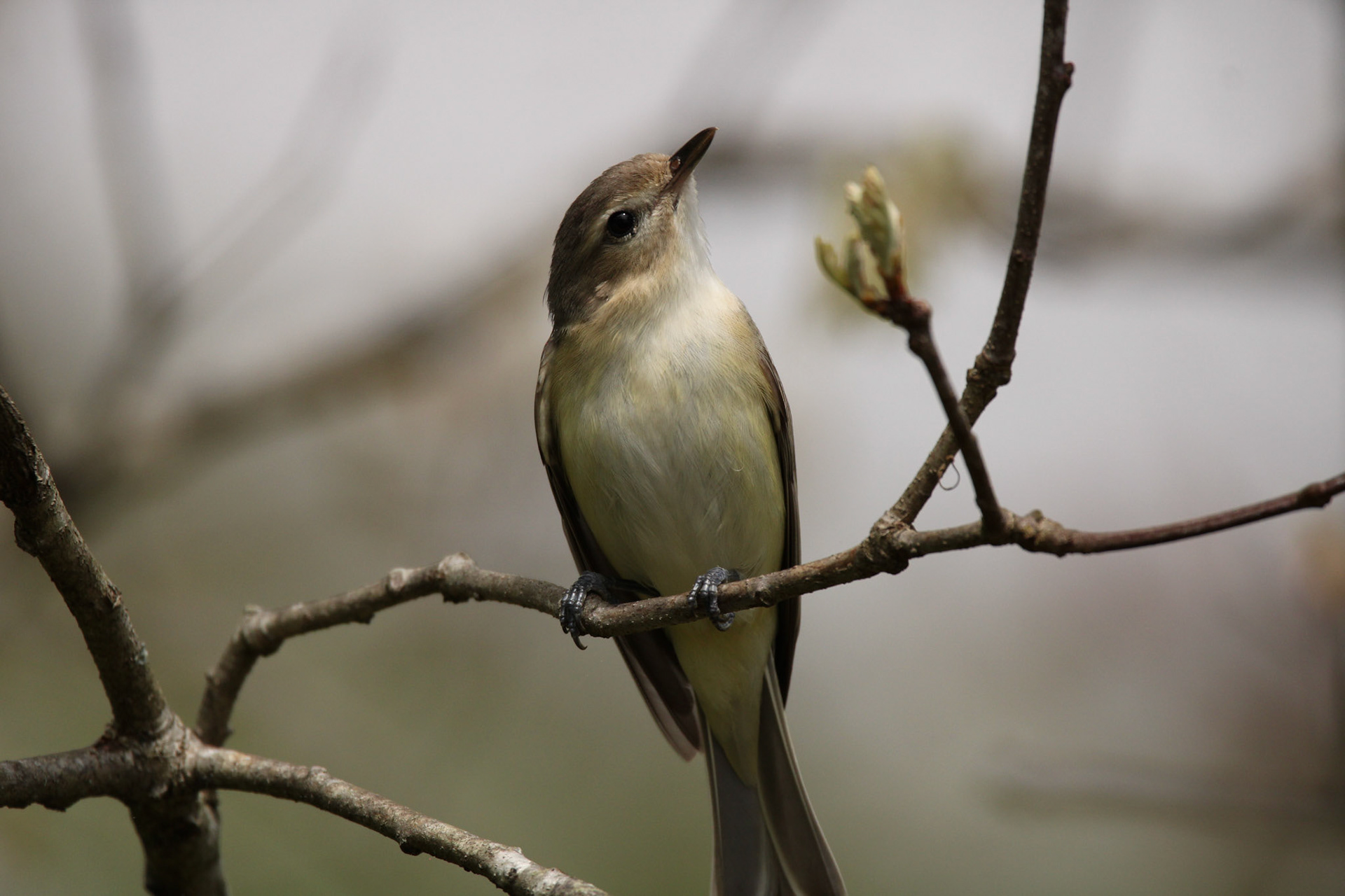Warbling Vireo