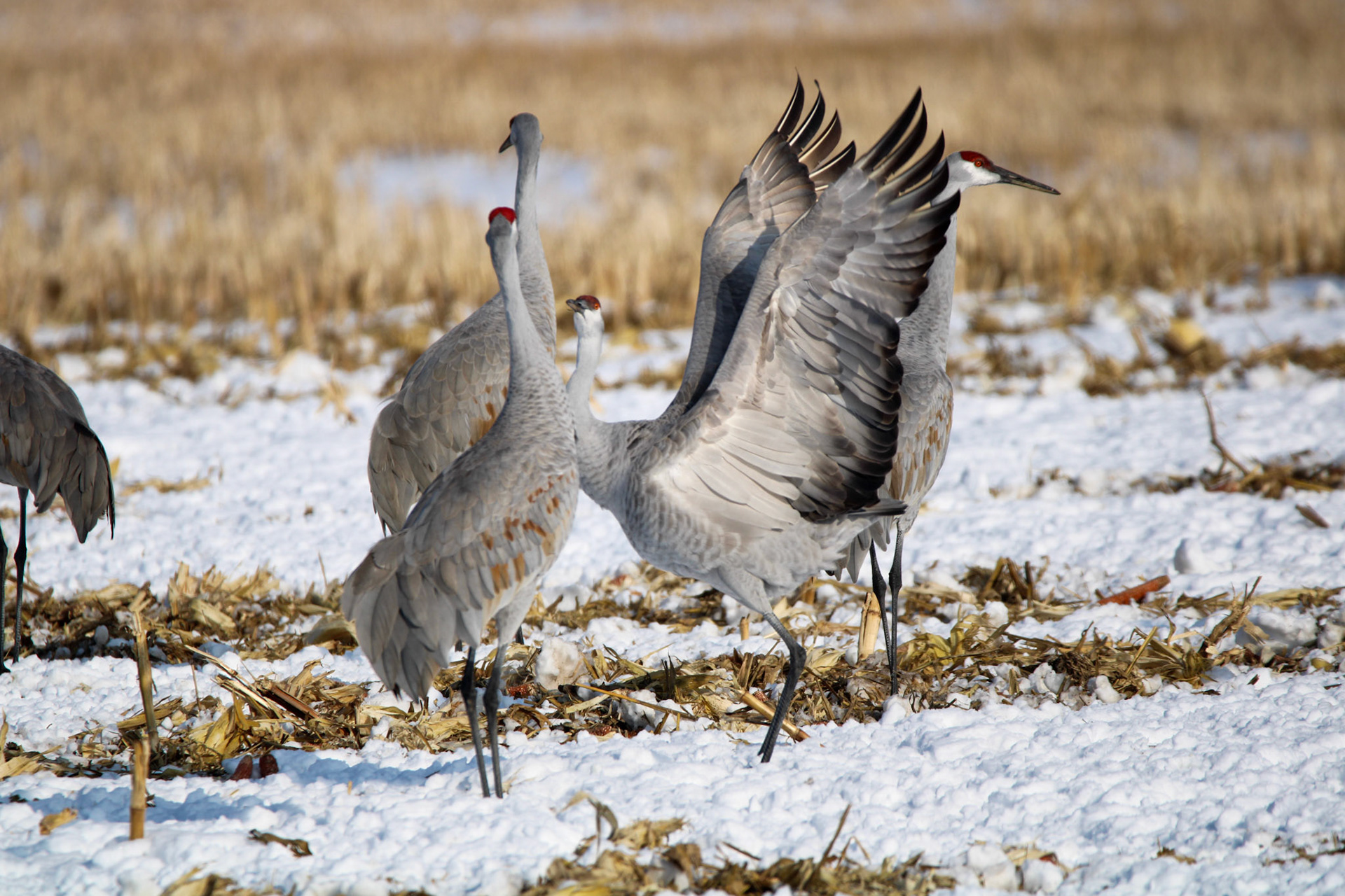 Sandhill Cranes